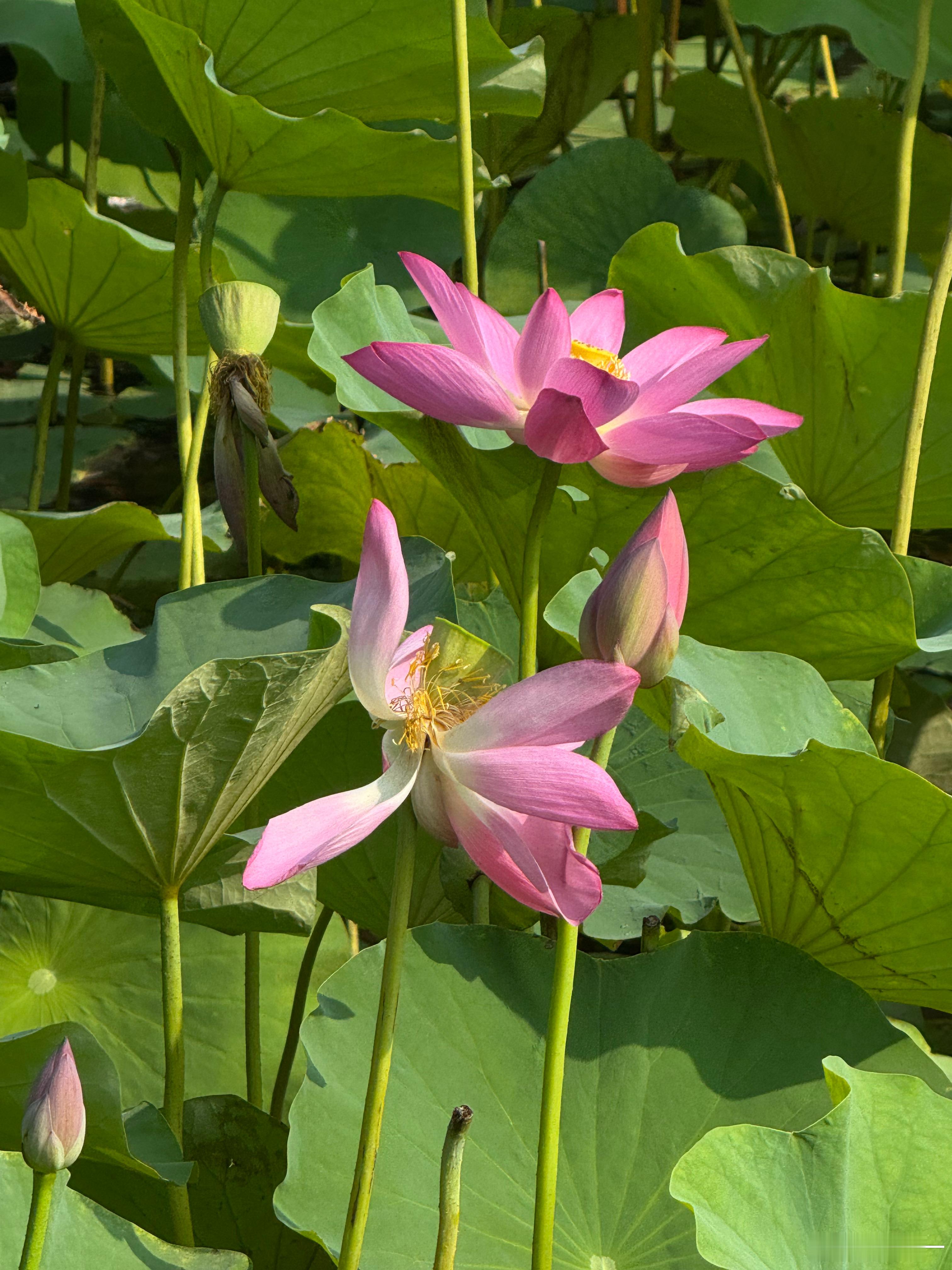 清水出芙蓉，天然去雕饰随手拍手机随手拍