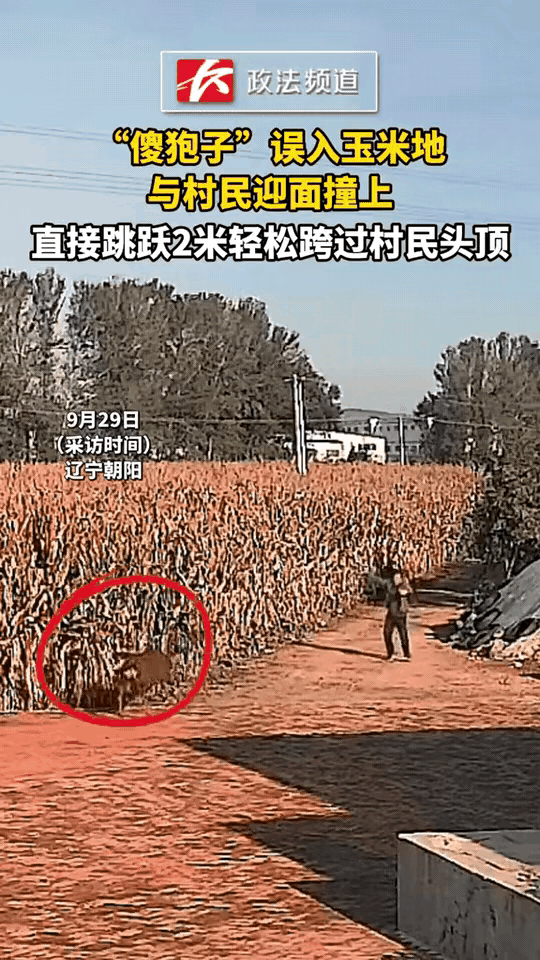 万万没想到！
辽宁一村民玉米地里抓“小偷”，
反被一只“傻狍子”秀了波操作！
 
