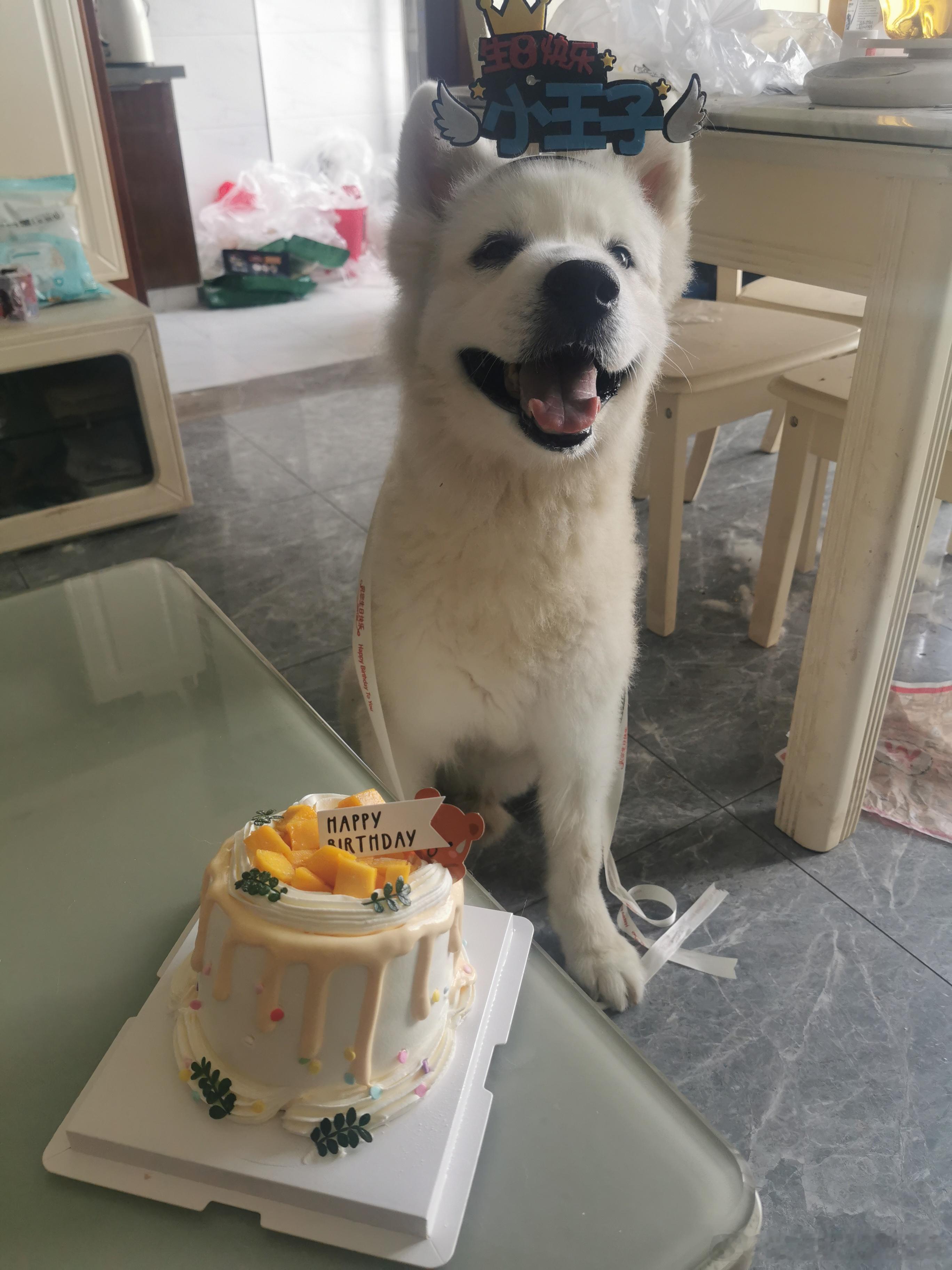 11岁生日快乐吖，大脑壳！！！因为上个月底吃进口泰国香米拉了九天肚子，又重新换回