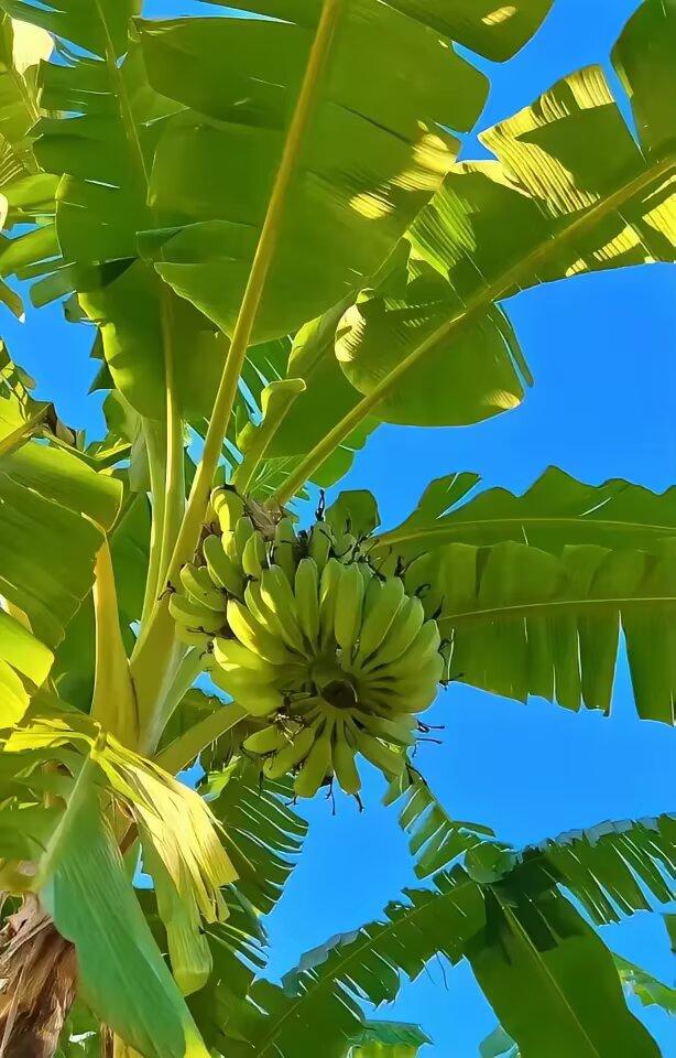 阳光下的香蕉树，生机勃勃，绿意盎然！🌞🍌🌴