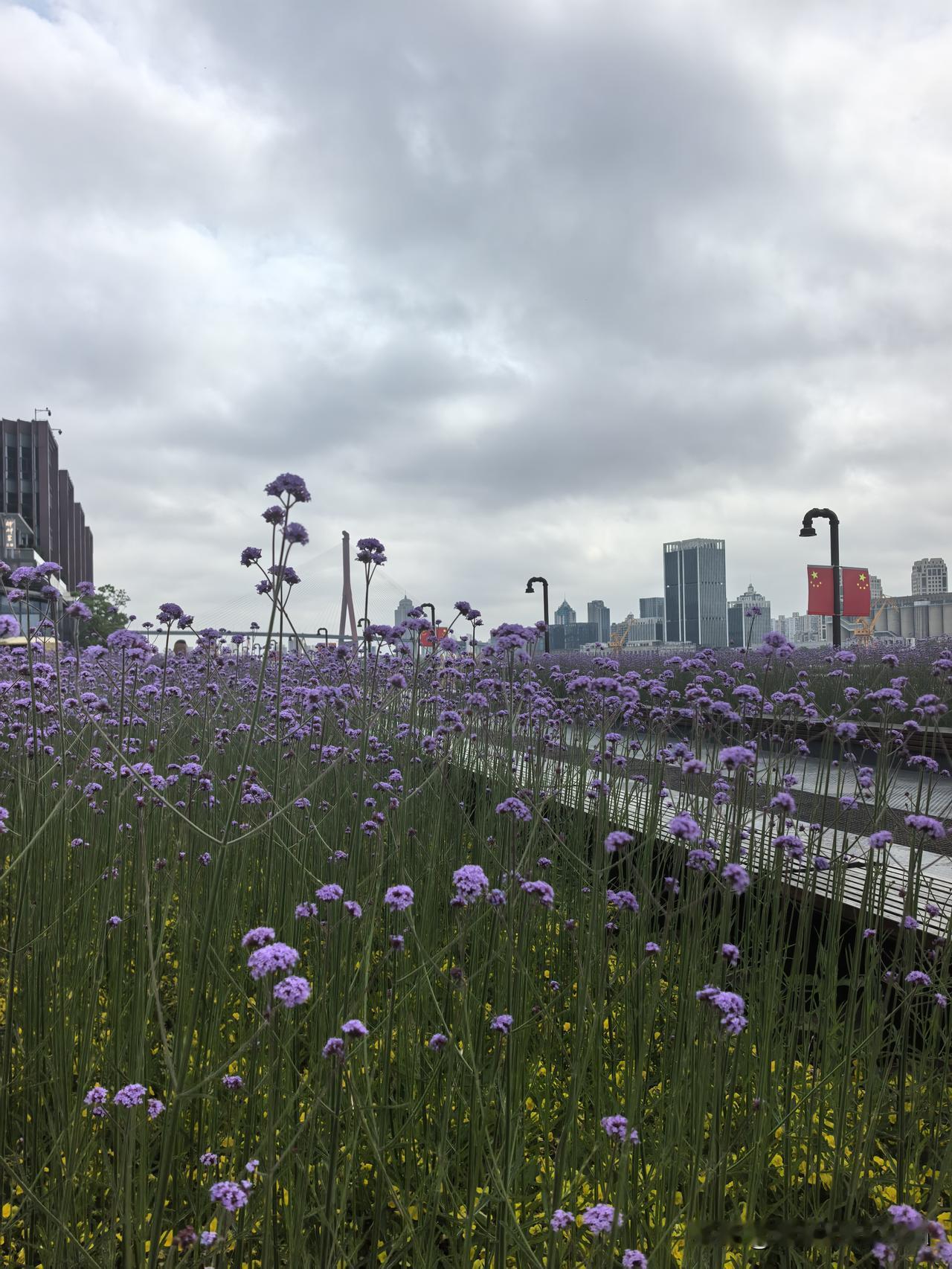 今天上午我们老两口又走了一遍惯常路线：从东方渔人码头到白玉兰广场。
​五月的北外