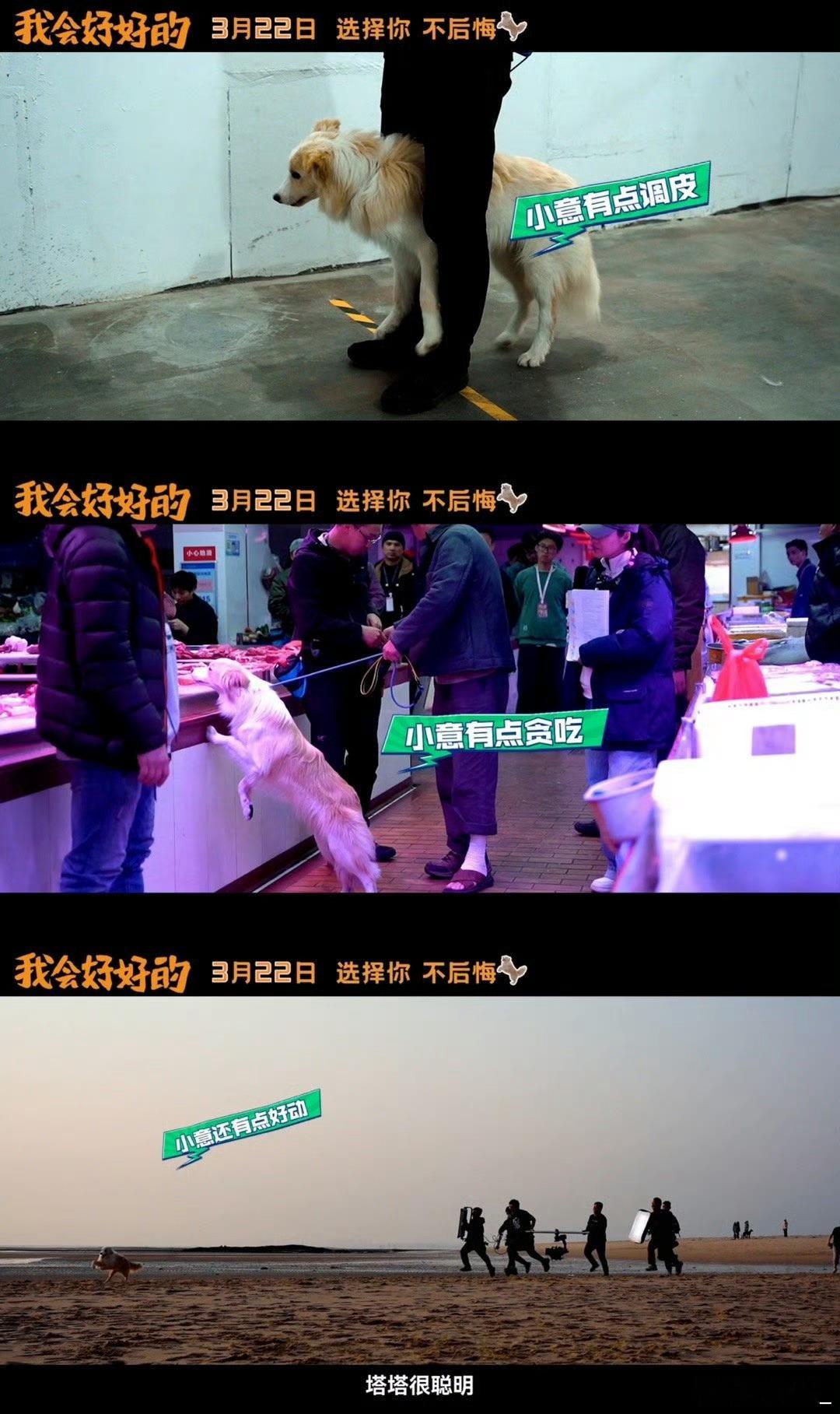 张子枫新片狗狗演戏会临场发挥看着真的心都要化啦！狗狗的临场发挥真的是一种意外的惊