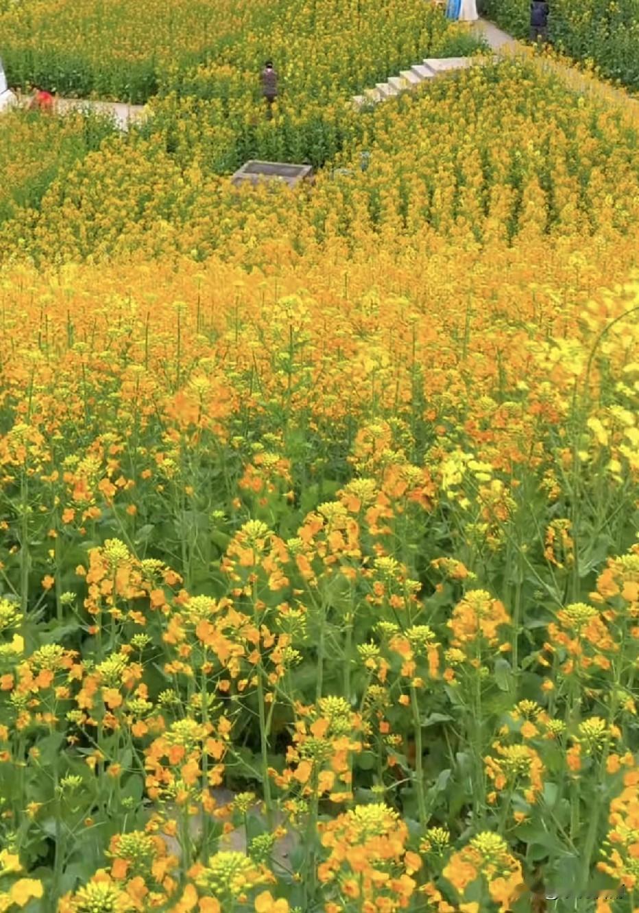 春天把调色盘打翻在了田野里，
不只有金黄，还有粉的、白的、紫的温柔。
 
风一吹