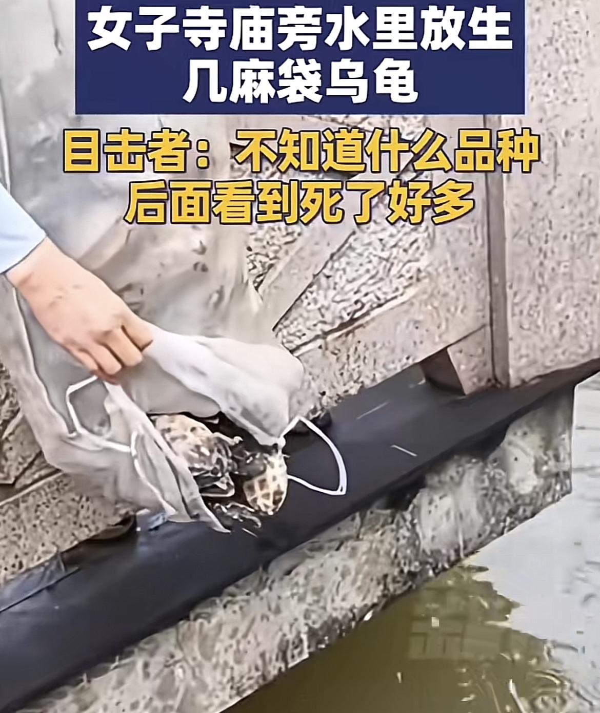 这不是蠢就是坏，9月22日，浙江杭州一名女子在某寺庙放生了几袋乌龟，目击者称，女