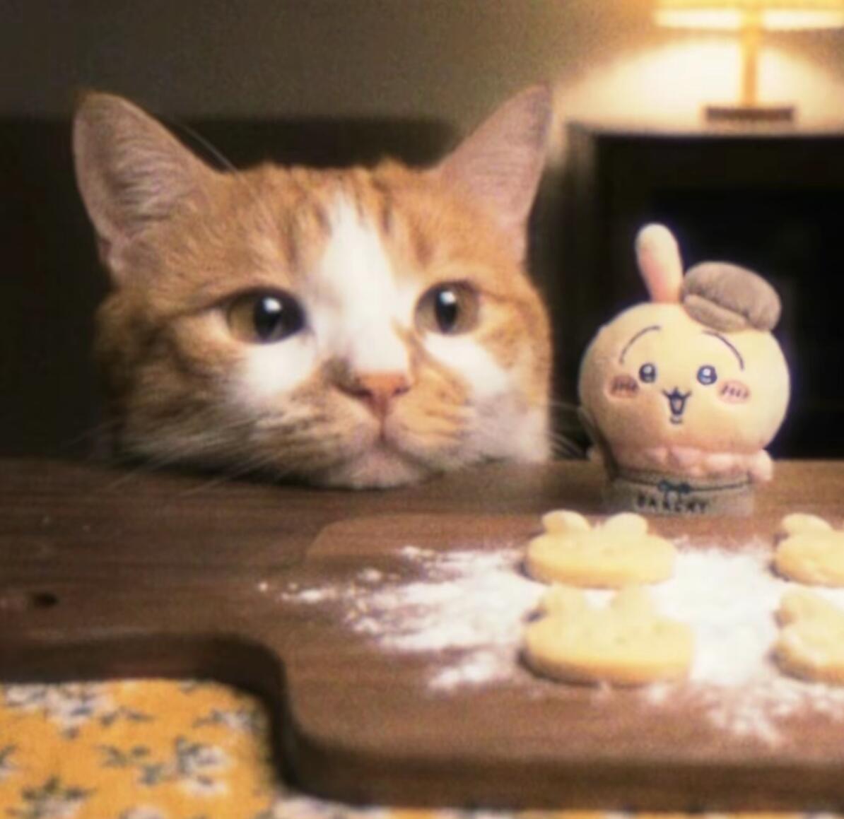 我选头像时的审美，人类没有小猫怎么活！ 