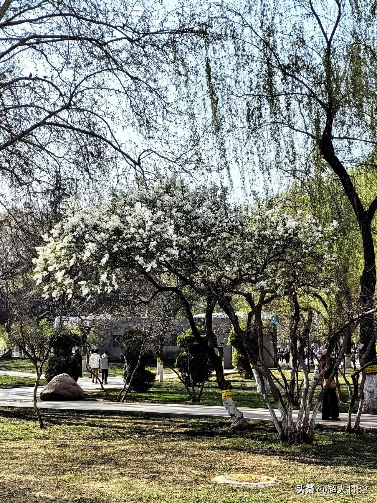 昨天石家庄的天气非常的好，最高气温达到了22度，下午我去了长安公园。

石家庄市