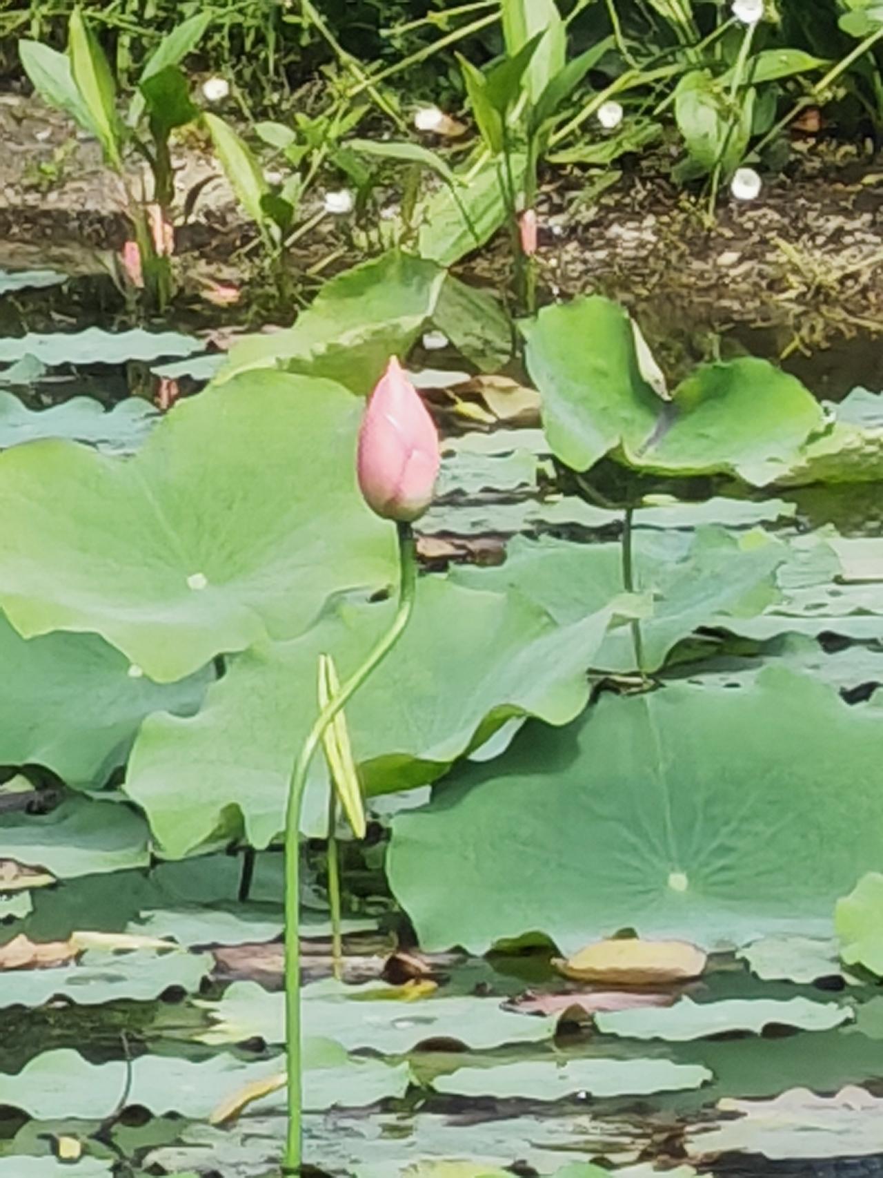 初夏首荷初绽！大叔大妈组团打卡太热闹
 
初夏刚到，第一朵荷花就悄悄绽放啦🪷