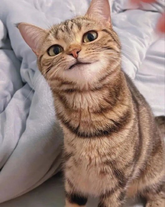 小猫吐舌头 