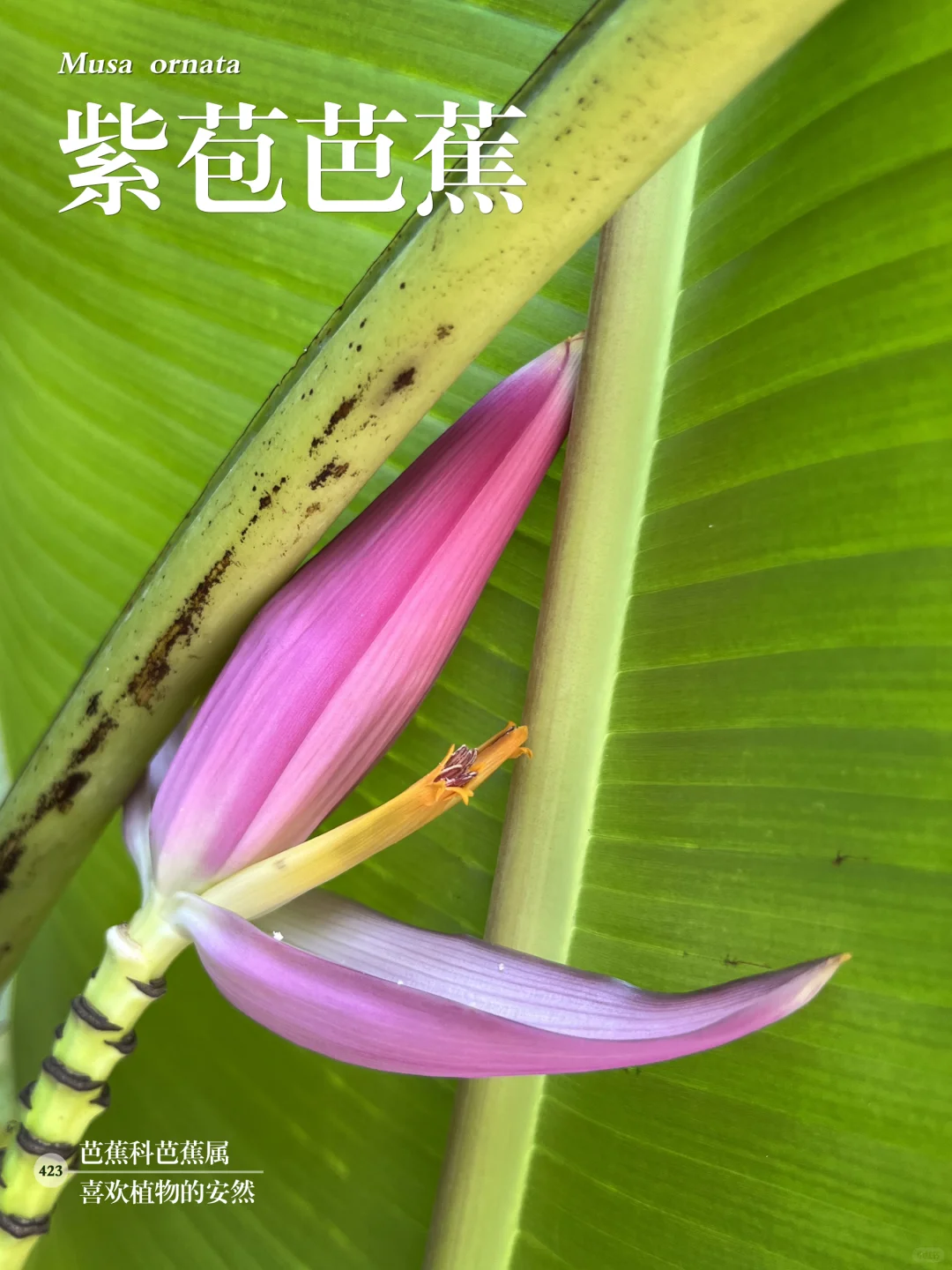 福州植物打标423｜ 紫苞芭蕉