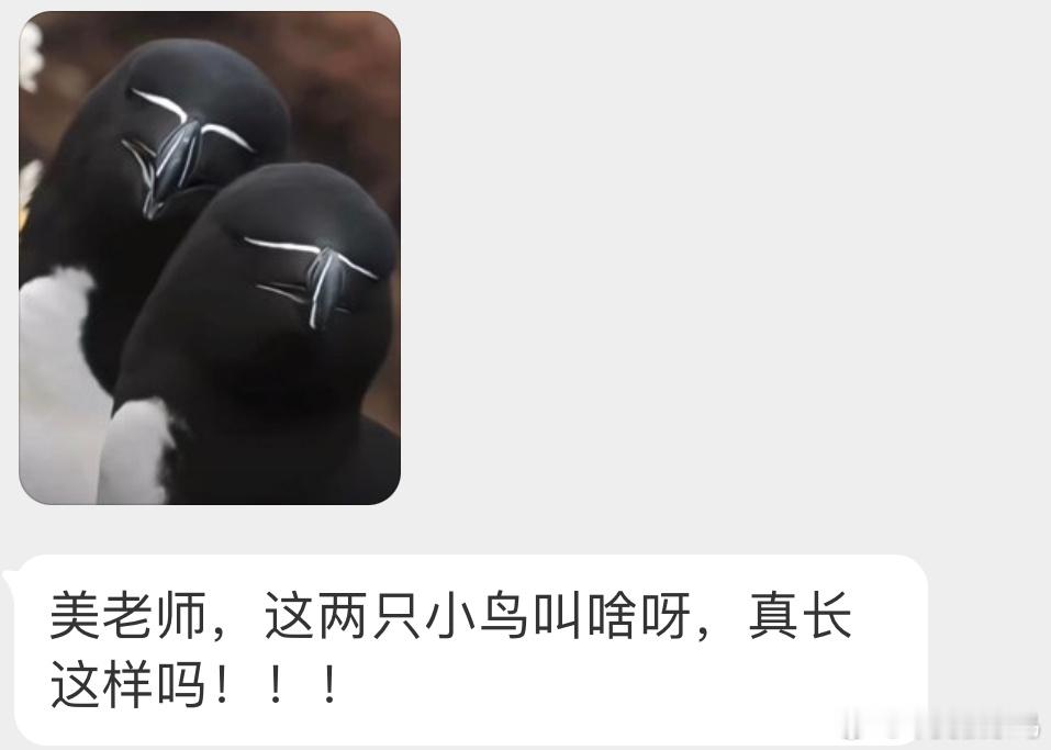 每一面都是表情包的【刀嘴海雀】就 不太聪明的样子… ​​​