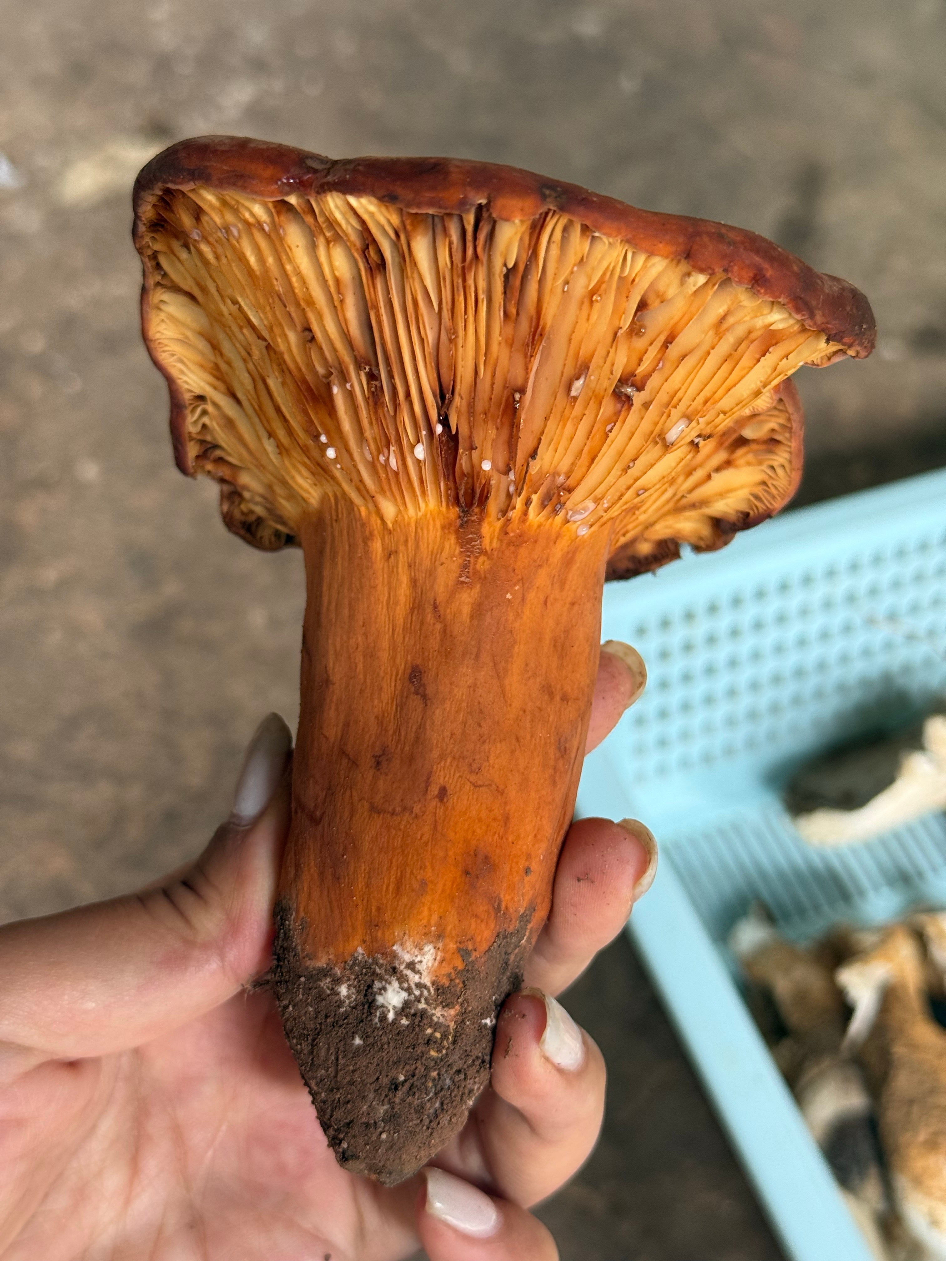 菌子越来越少了 楚雄·牟定