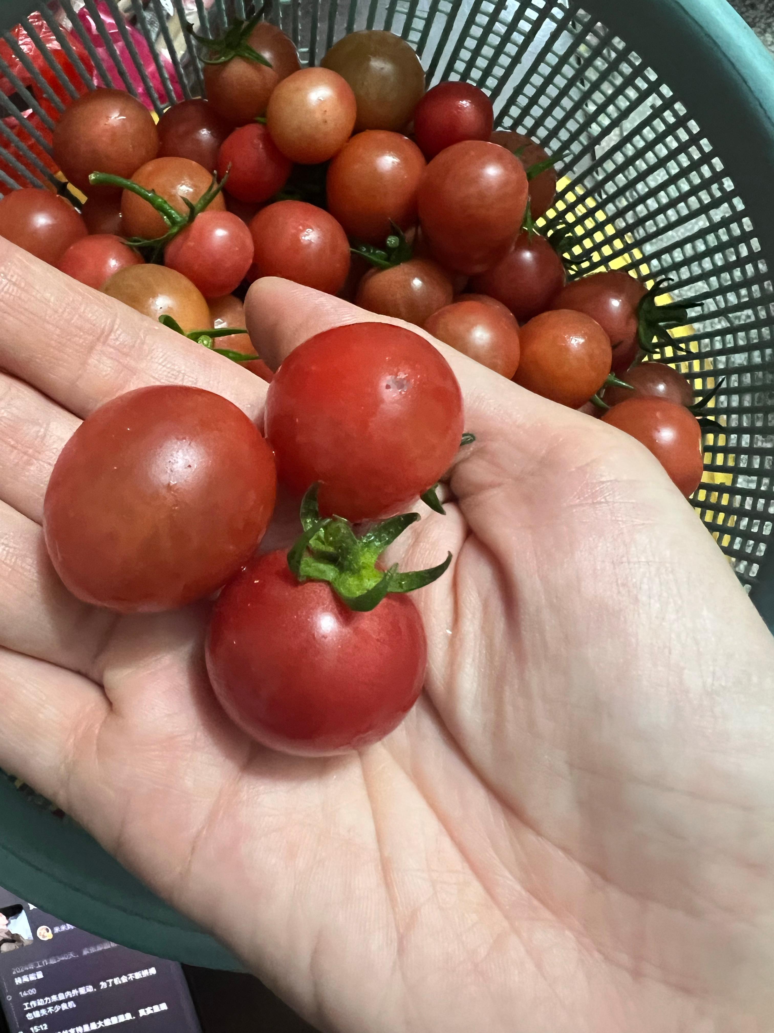 米米奶奶下午又从菜地里摘回来了这么多小番茄～纯天然，还非常甜，我吃了好一些好好过