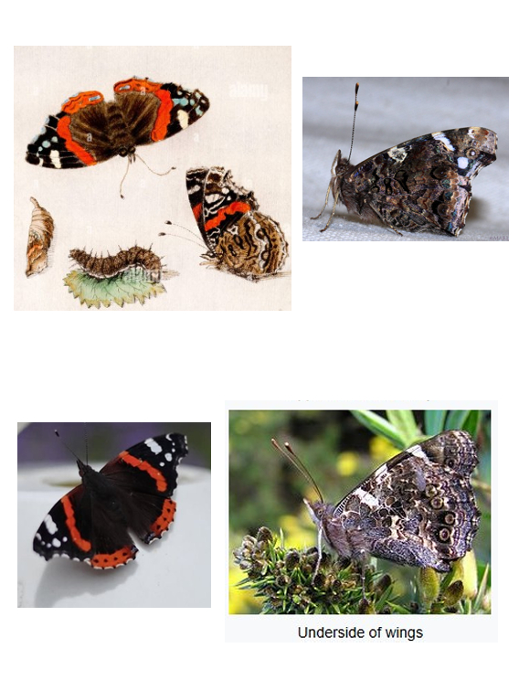 【优红蛱蝶 The Red Admiral】昨天清晨浇水前看到这只晒太阳的蝴蝶翅