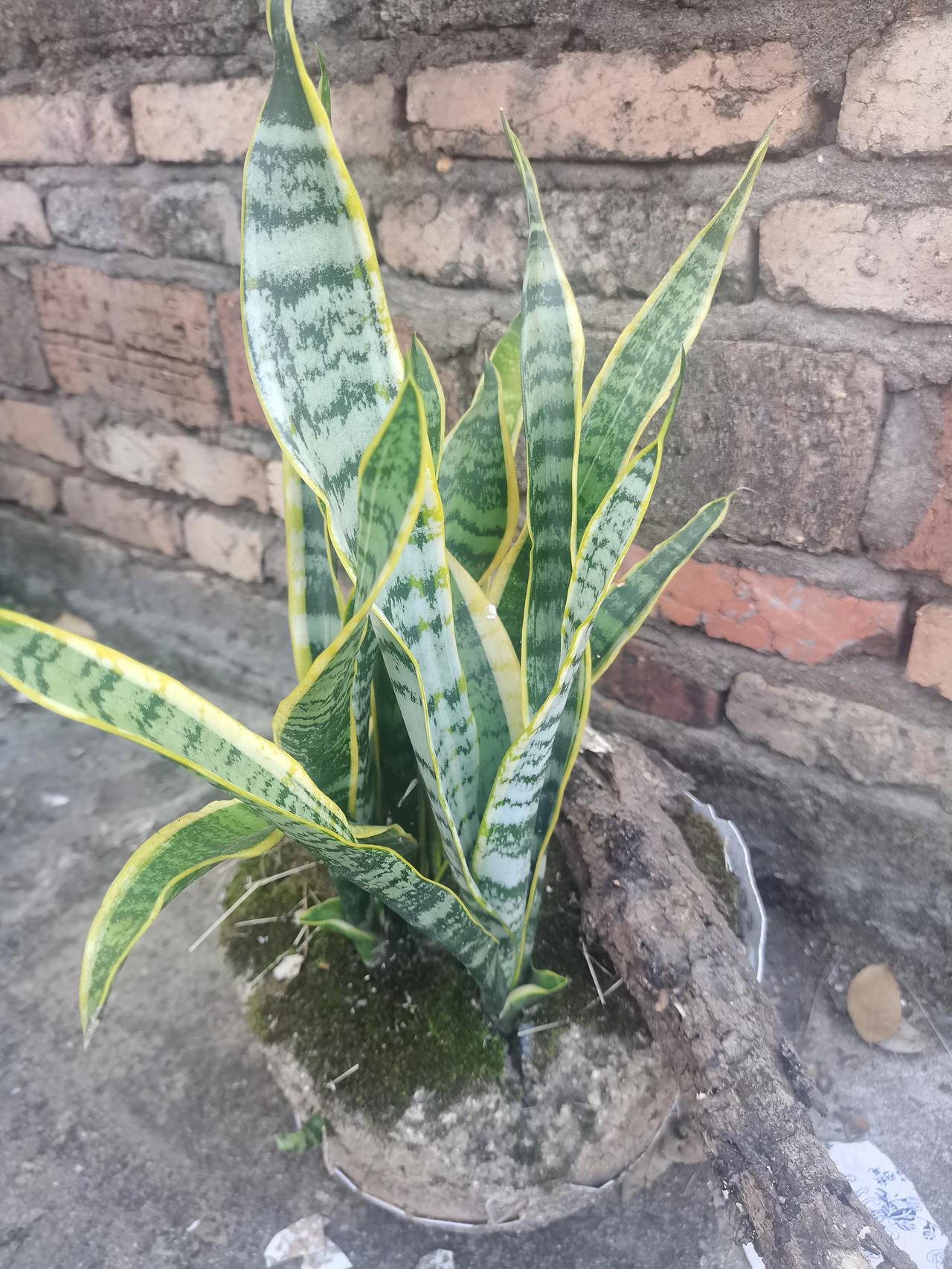 在楼顶种了几盆金边虎皮兰，两年来不管不顾的，没想到长的挺好的，虎皮兰很耐旱，夏天
