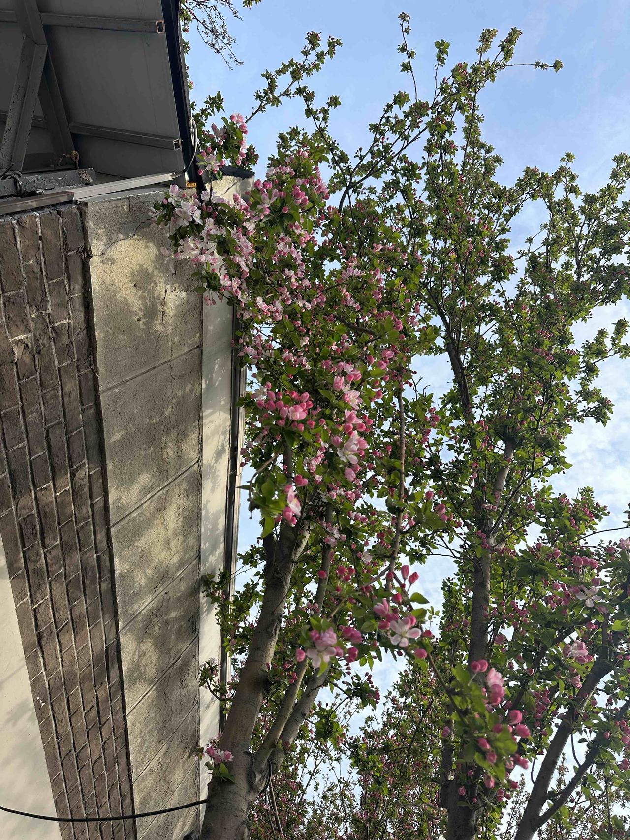 公园🌸🌿随手拍天津第五大道的海棠花，正是含苞待放的时候，我个人认为，这个时候