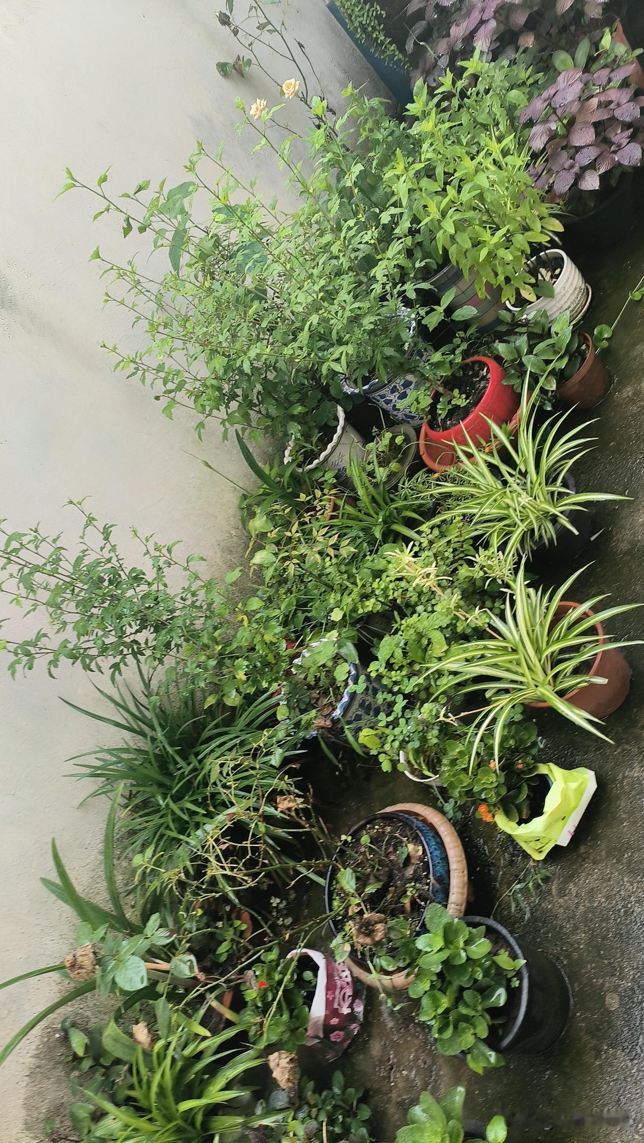 老尹帮我送来两瓶绿萝，和我家里的比，颜色深而壮，他说可放家里，不能多晒太阳，这样
