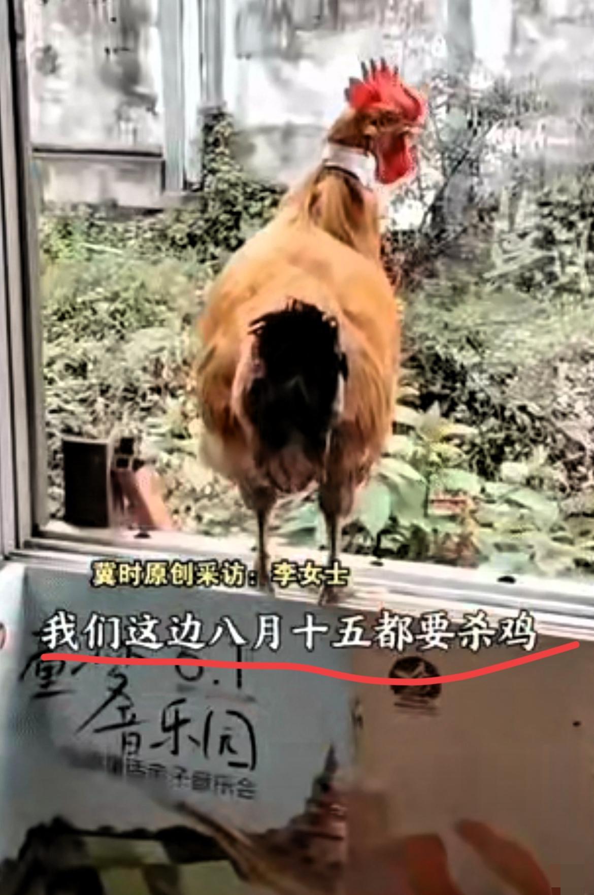 “不可思议”。贵州，一只大公鸡频繁夜里乱打鸣，遭邻居多次投诉，无奈主人只好计划给