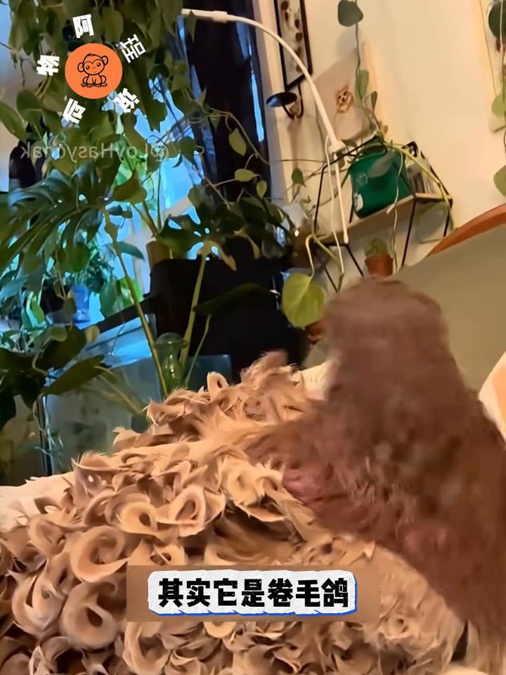 这只鸽子乍看像刚从理发店做完烫发出来，时髦又精致。其实它是卷毛鸽，鸽界公认的选美