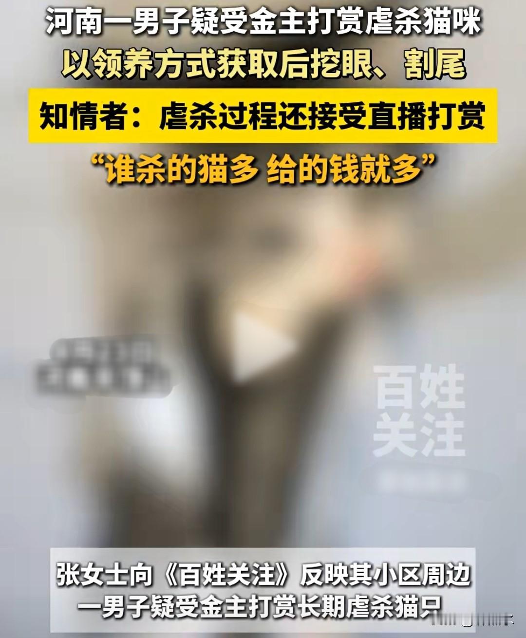 这还是人吗[酷拽]
37岁男子马某以领养名义虐杀1500只流浪猫和宠物猫。
他把