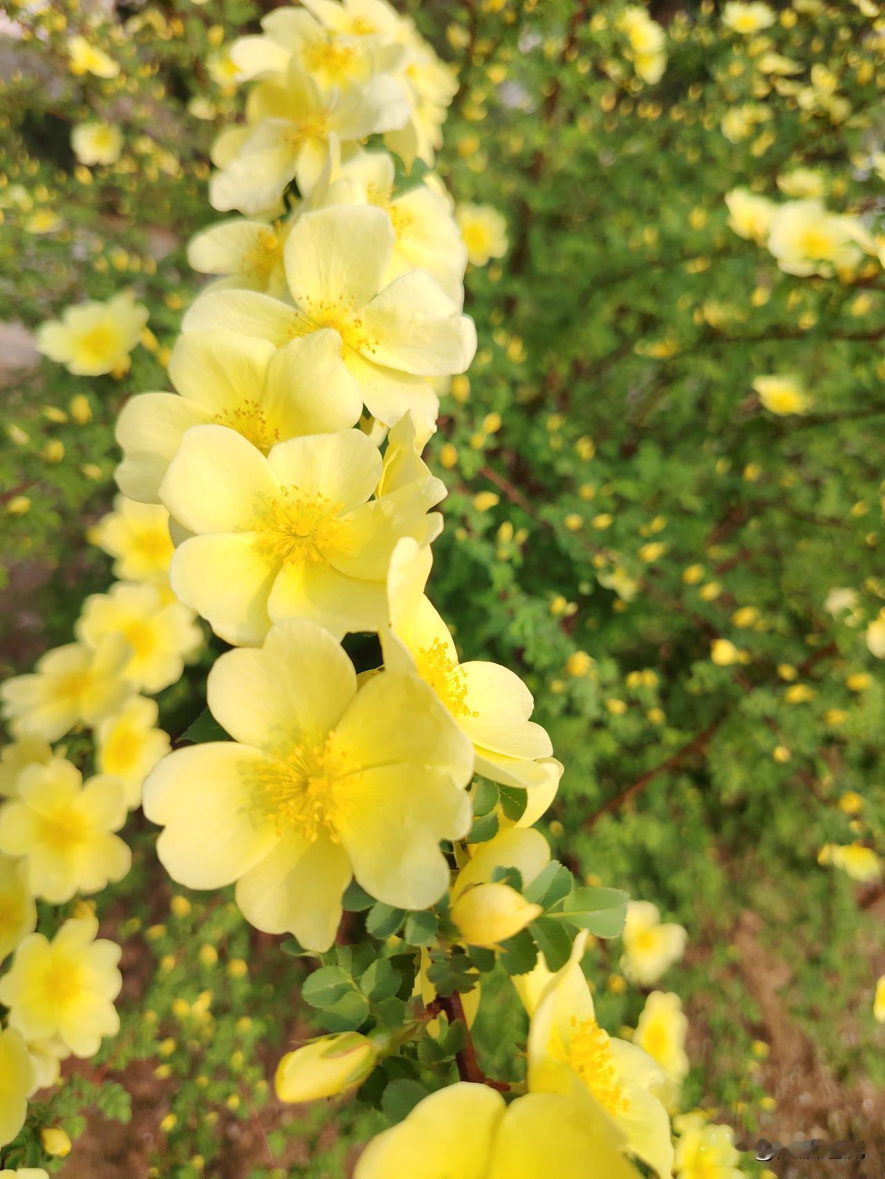 台媒：台空军喊话解放军军机 解放军强硬回应“闭嘴”
这是今年唯一一次拍春暖花开的