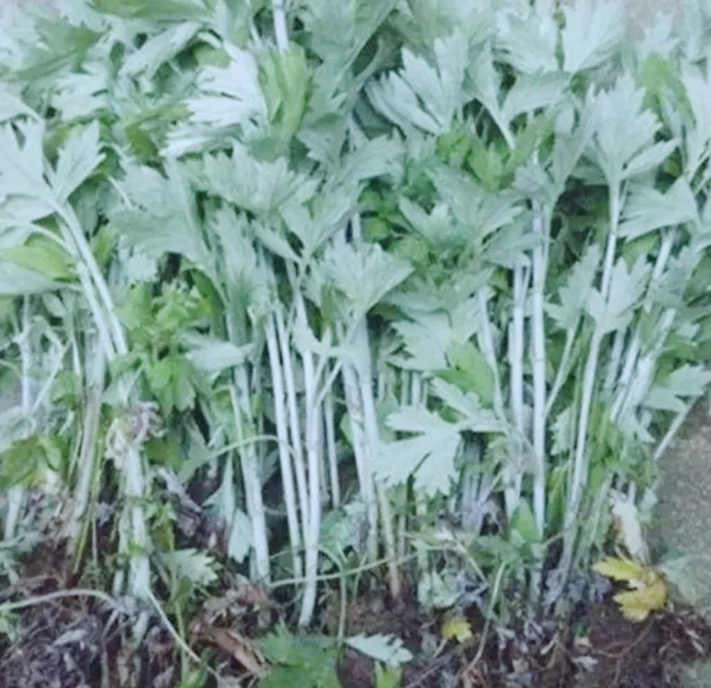 端午节挂艾草是根朝下？
还是根朝上呢？
我每年插三根 或者是五根
根朝下。
看还
