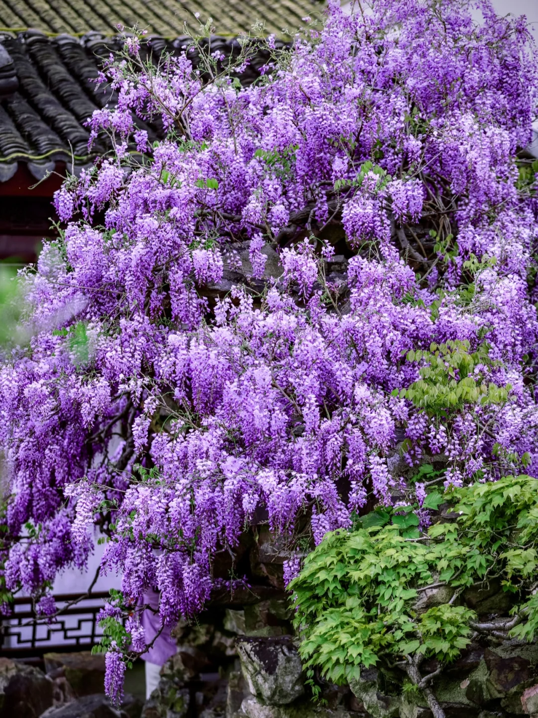 苏州顶流紫藤回归🪻别错过姑苏的紫色浪漫💜