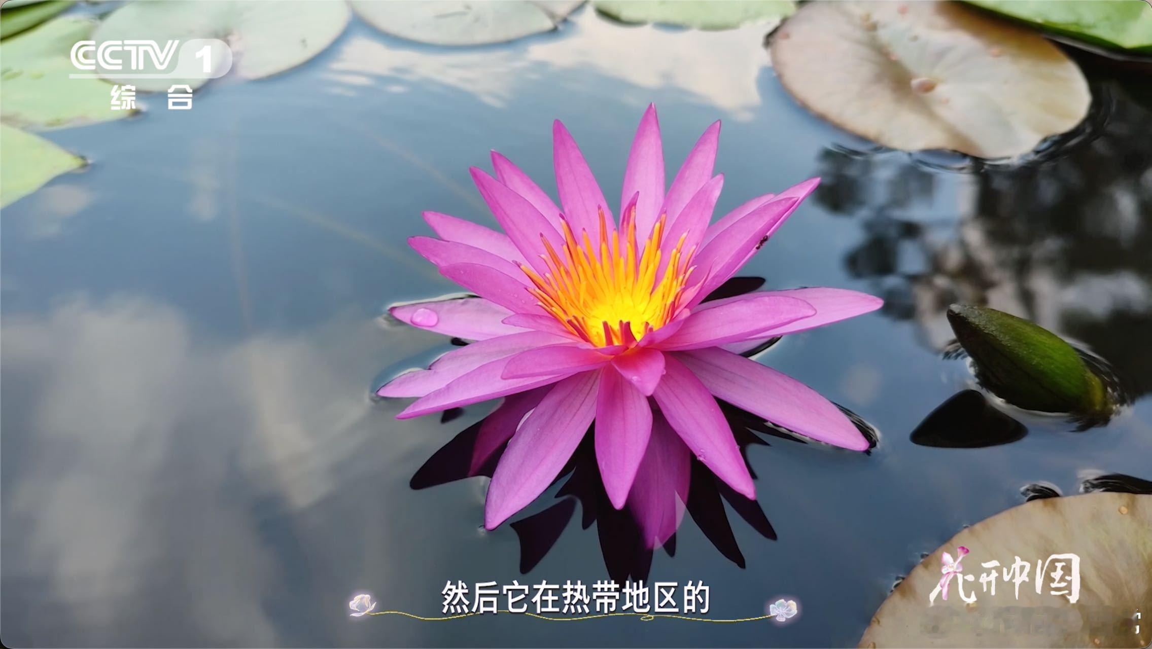 17岁少年在家种出冠军睡莲不怕冷也不怕热的花 太佩服这位少年了，17岁的年纪就能