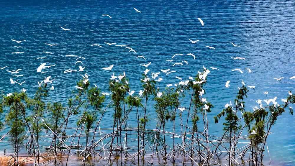 野生“鱼鹰”鸬鹚首次现身广州市流溪河国家森林公园