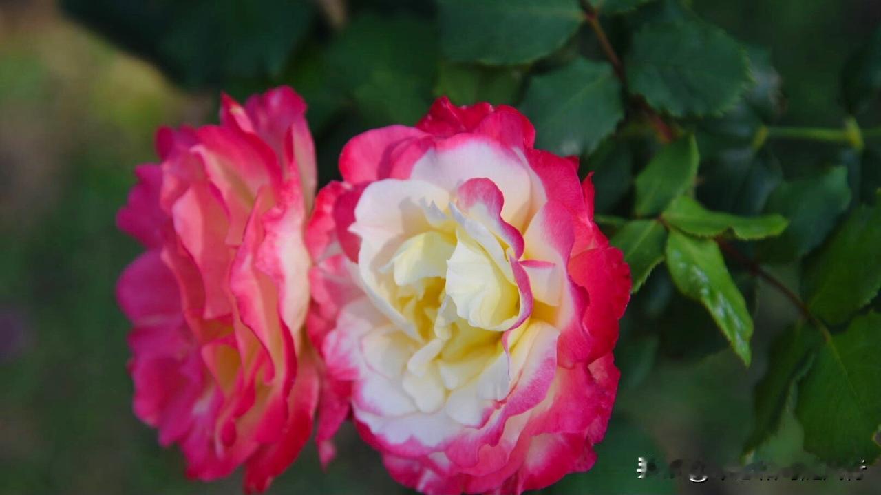 记录我的2026红双喜月季是美国1976年培育的经典浓香大花月季，凭借惊艳的双色