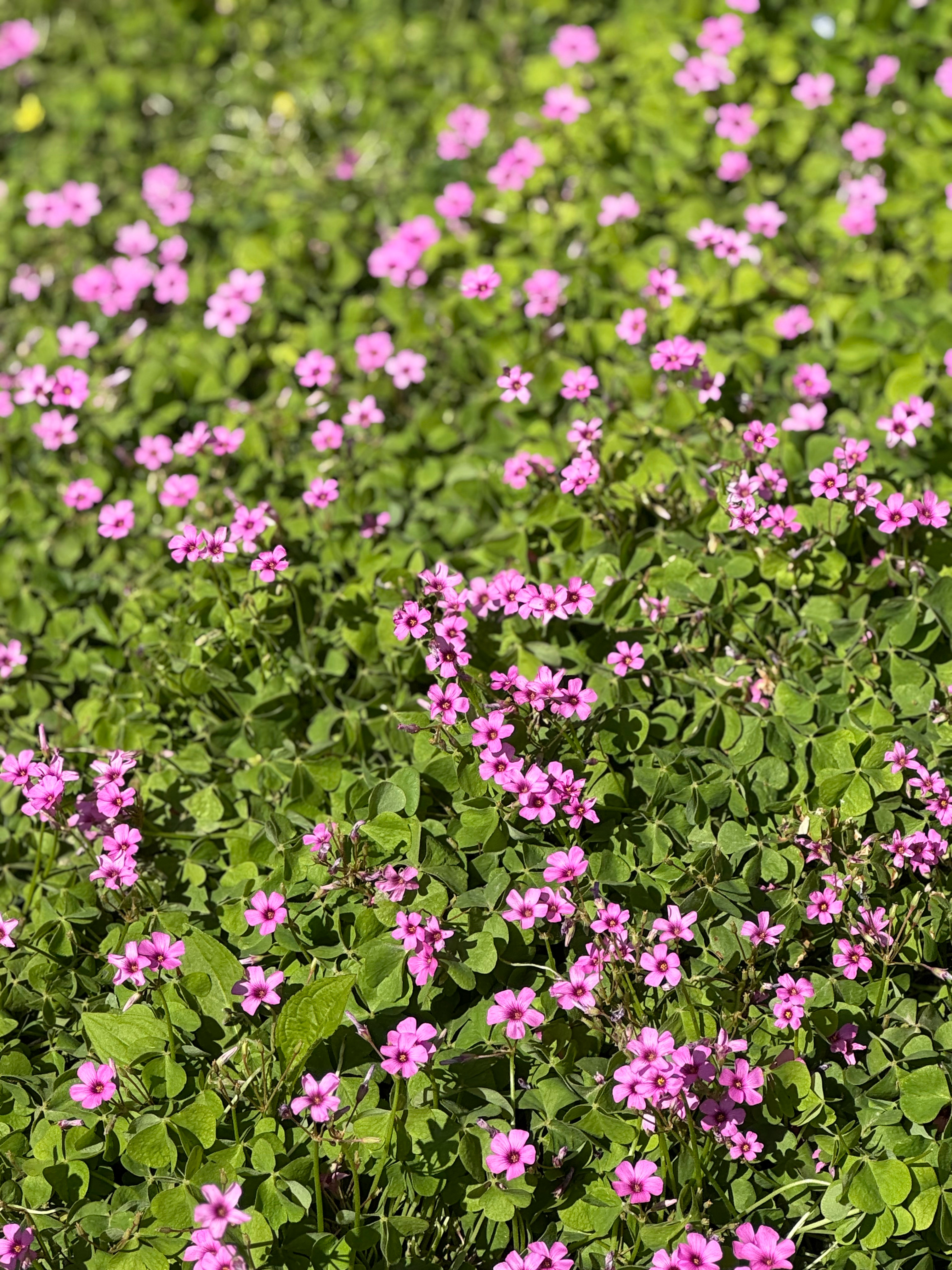 繁花似锦 