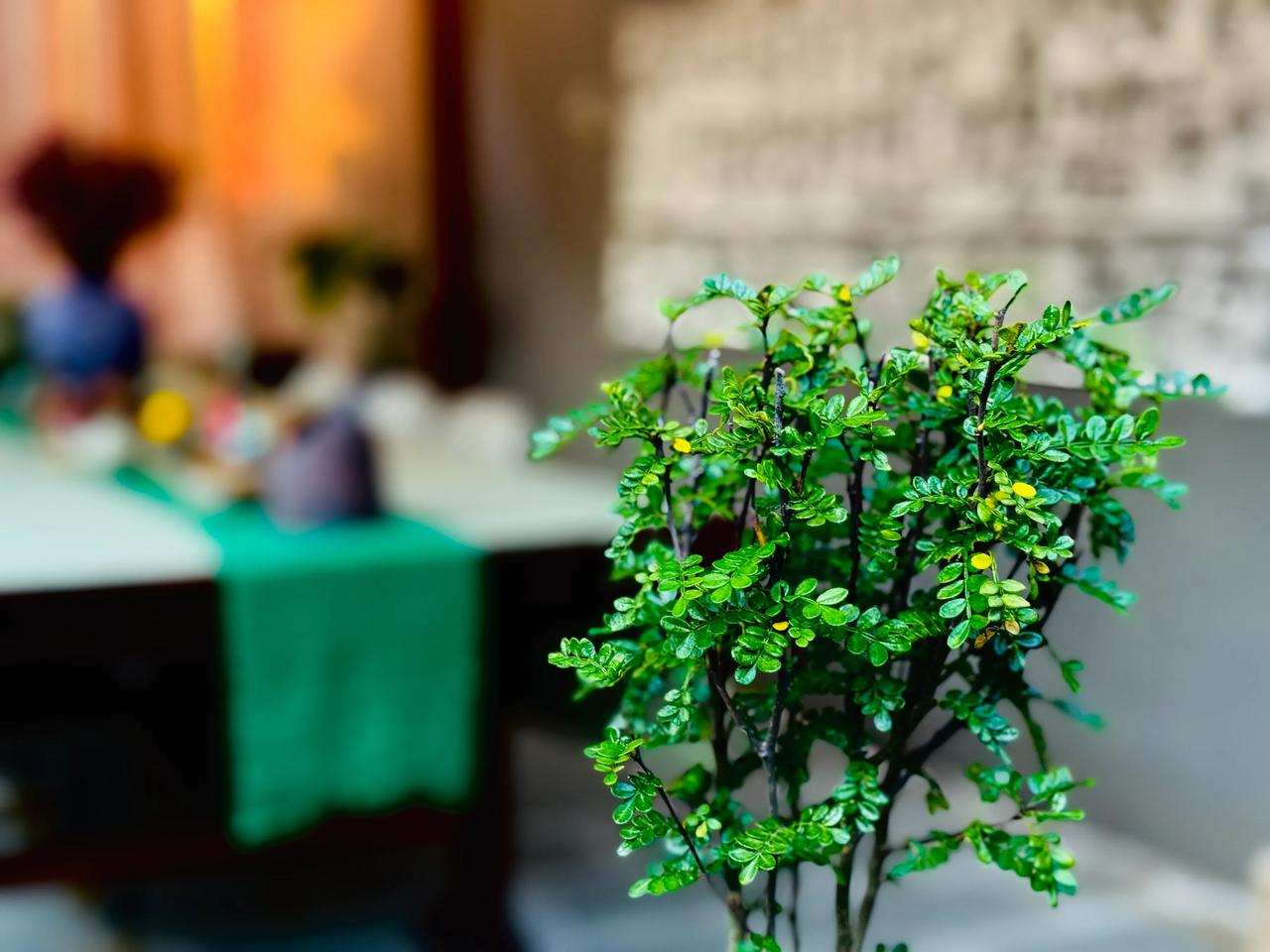 小院.斜阳
文/图  妘朵

我读懂了夕阳的沉醉
把金箔铺在青瓦檐角
藤椅晃着半