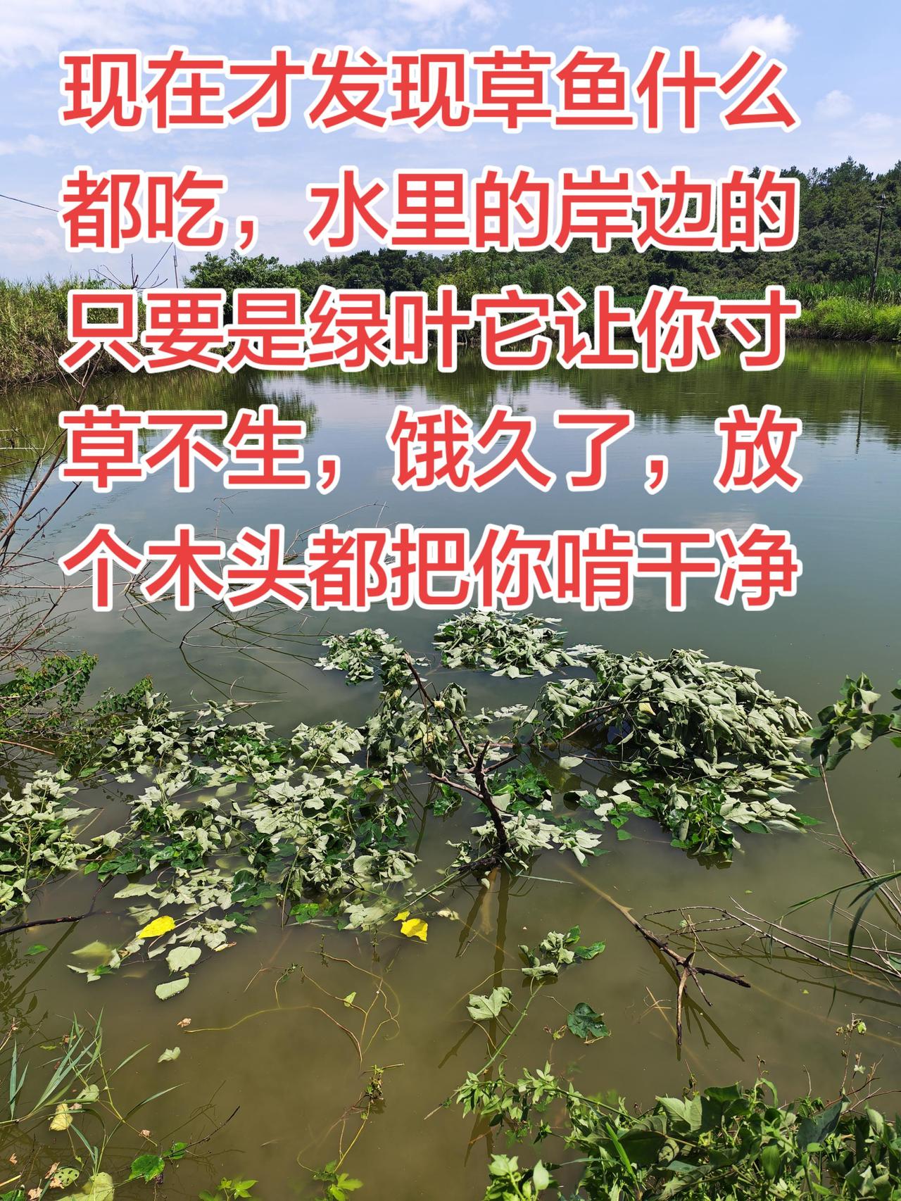 草鱼什么叶子都吃。直到你无法想象养鱼 养鱼日记 农村生活 三农