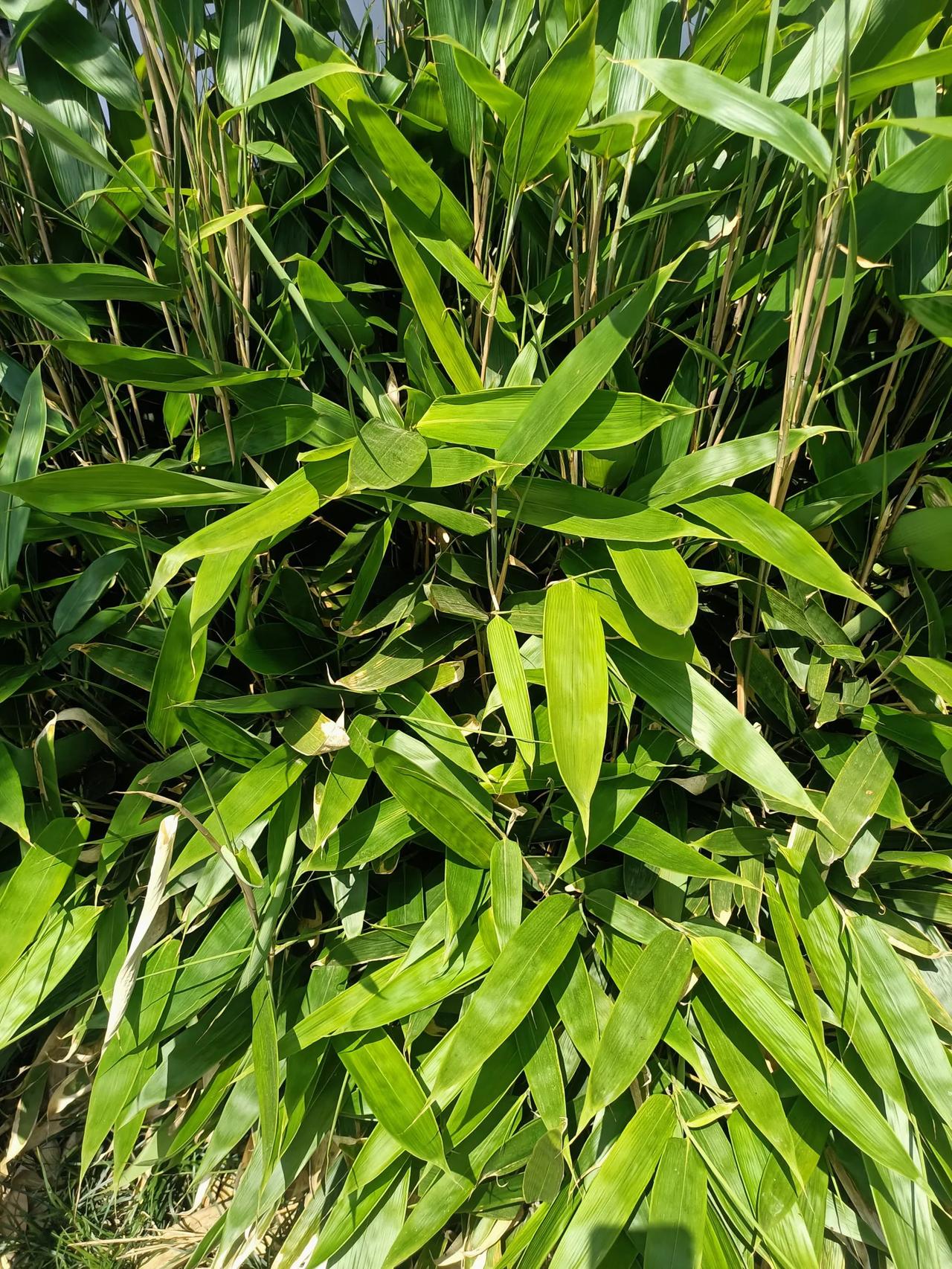 夏天的风