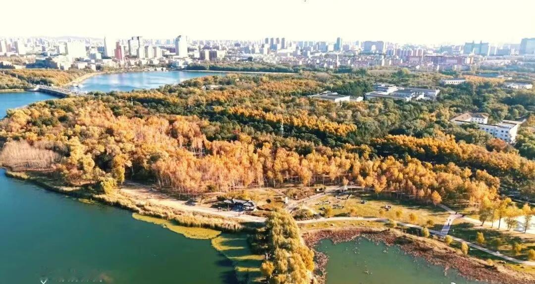 【南湖的秋 铺开斑斓长卷】南湖公园是城市中那抹豁亮的秋意，金灿灿的轨迹，原是时光