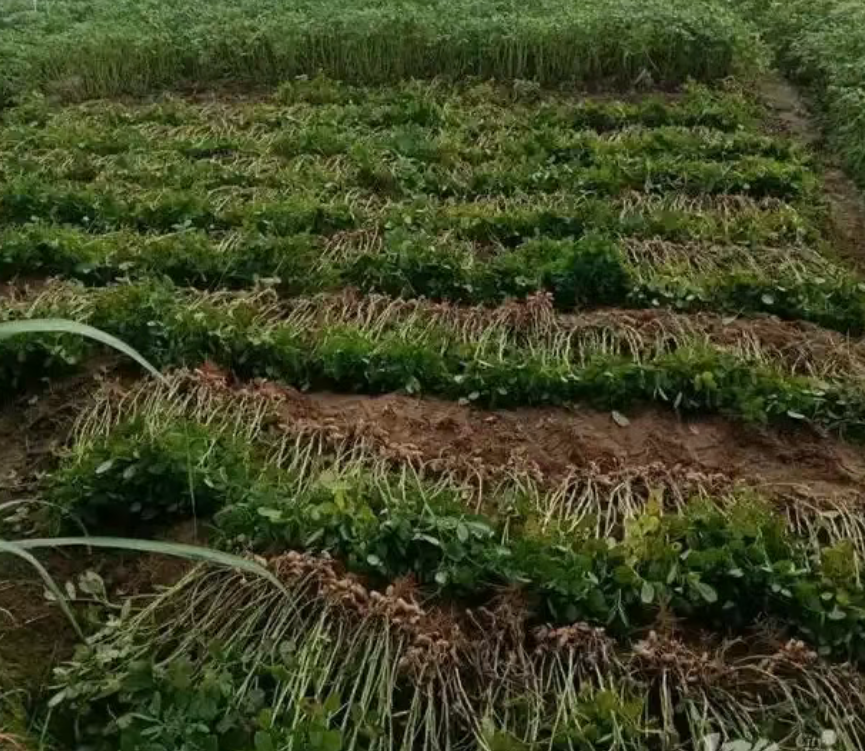 17岁少年清晨5点起床拔花生，拔到一半发现拔错地了，结果……