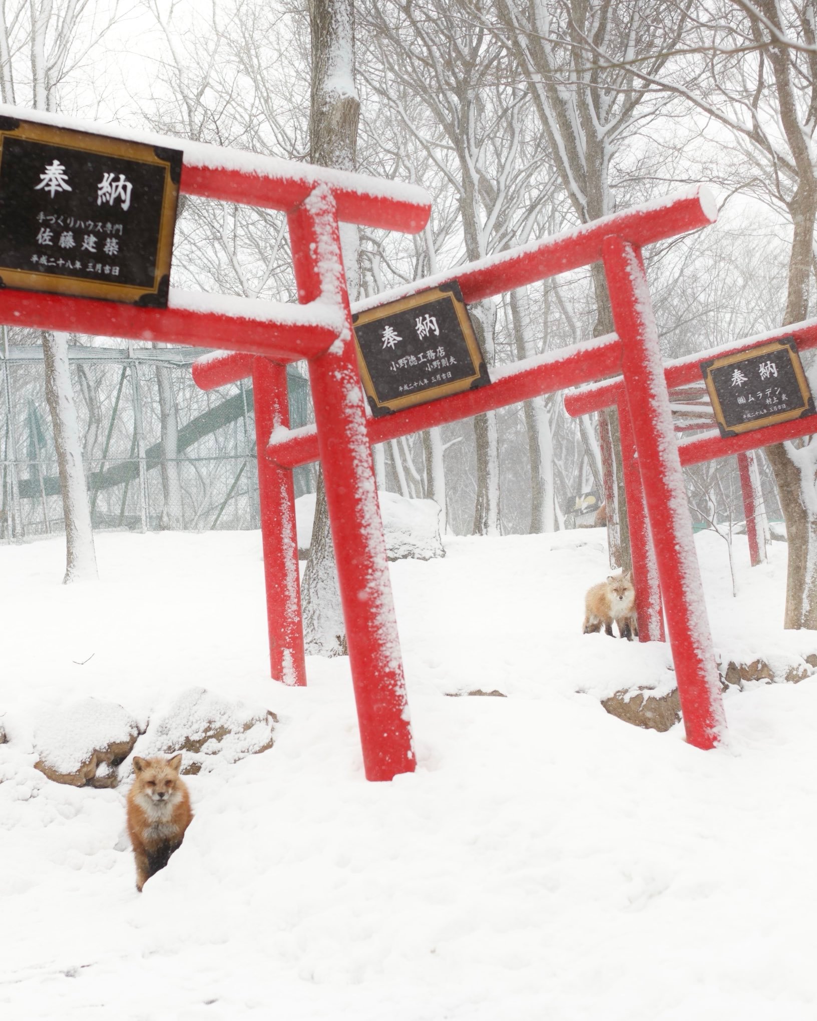 狐狸 雪雪©️ttt_zegu952 