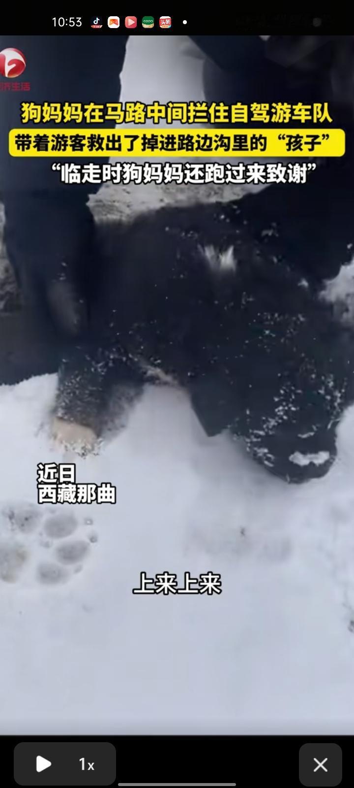 1月3日，西藏那曲。狗妈妈在马路中间拦住自驾游车队，他们不知道发生什么事情，下车