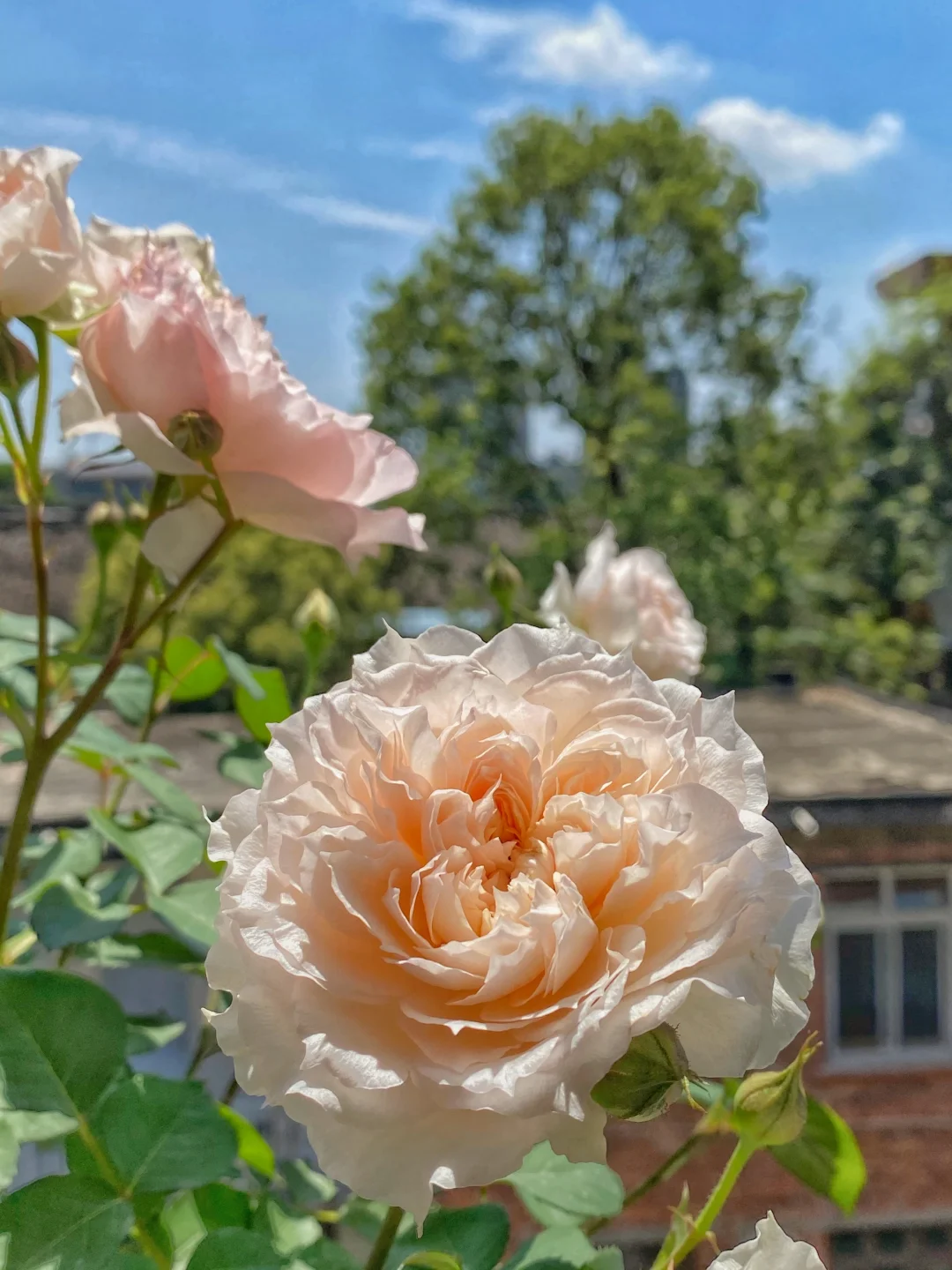 莫妮卡戴维的春花和冬花