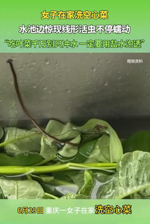“太吓人了！”重庆一女子清洗空心菜时，捞出菜叶后发现水池底部有一条细如发丝的线形