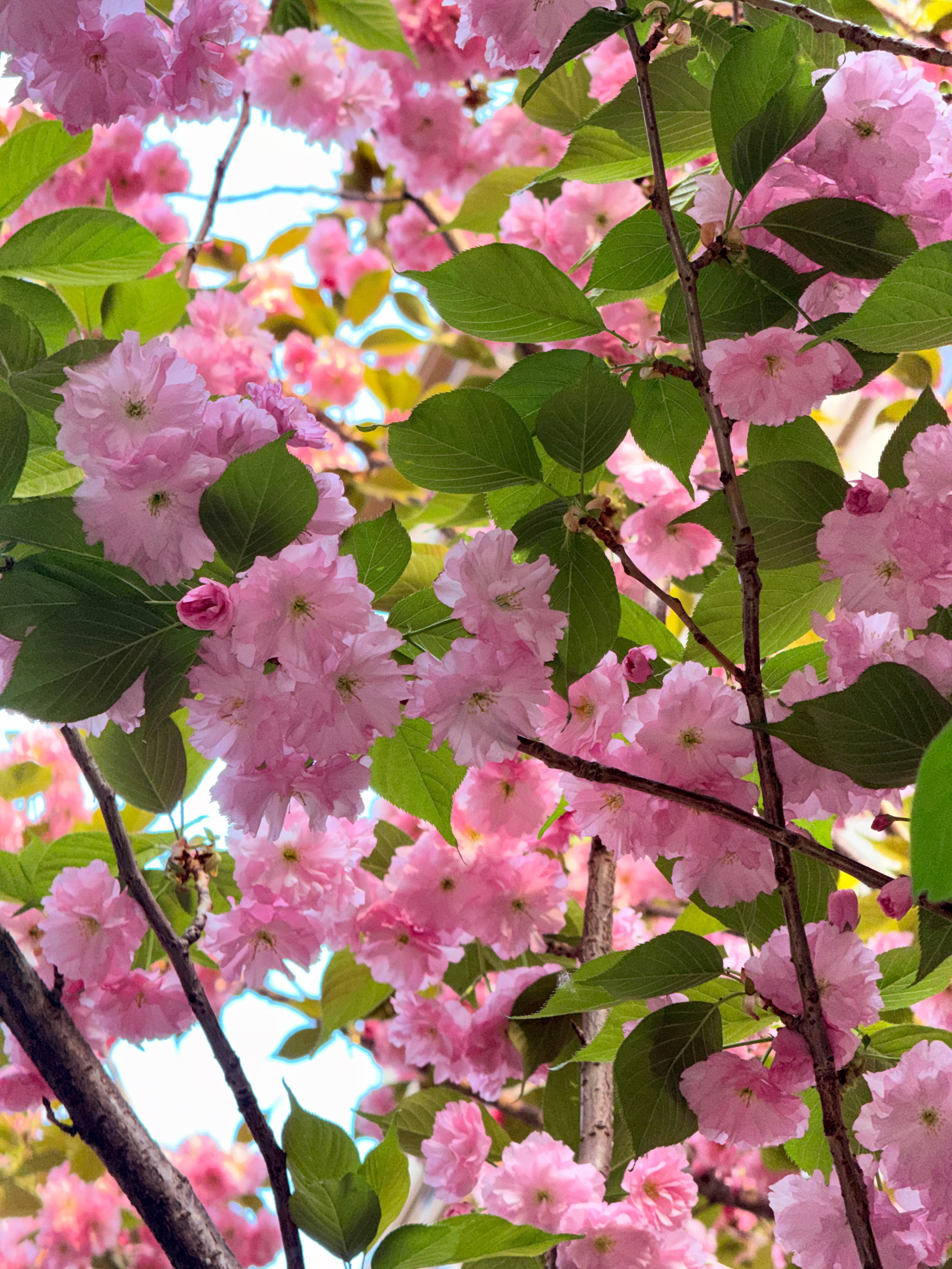 iPhone相机里的调色盘是真的很有用诶…调过颜色之后清透了不止一点点 