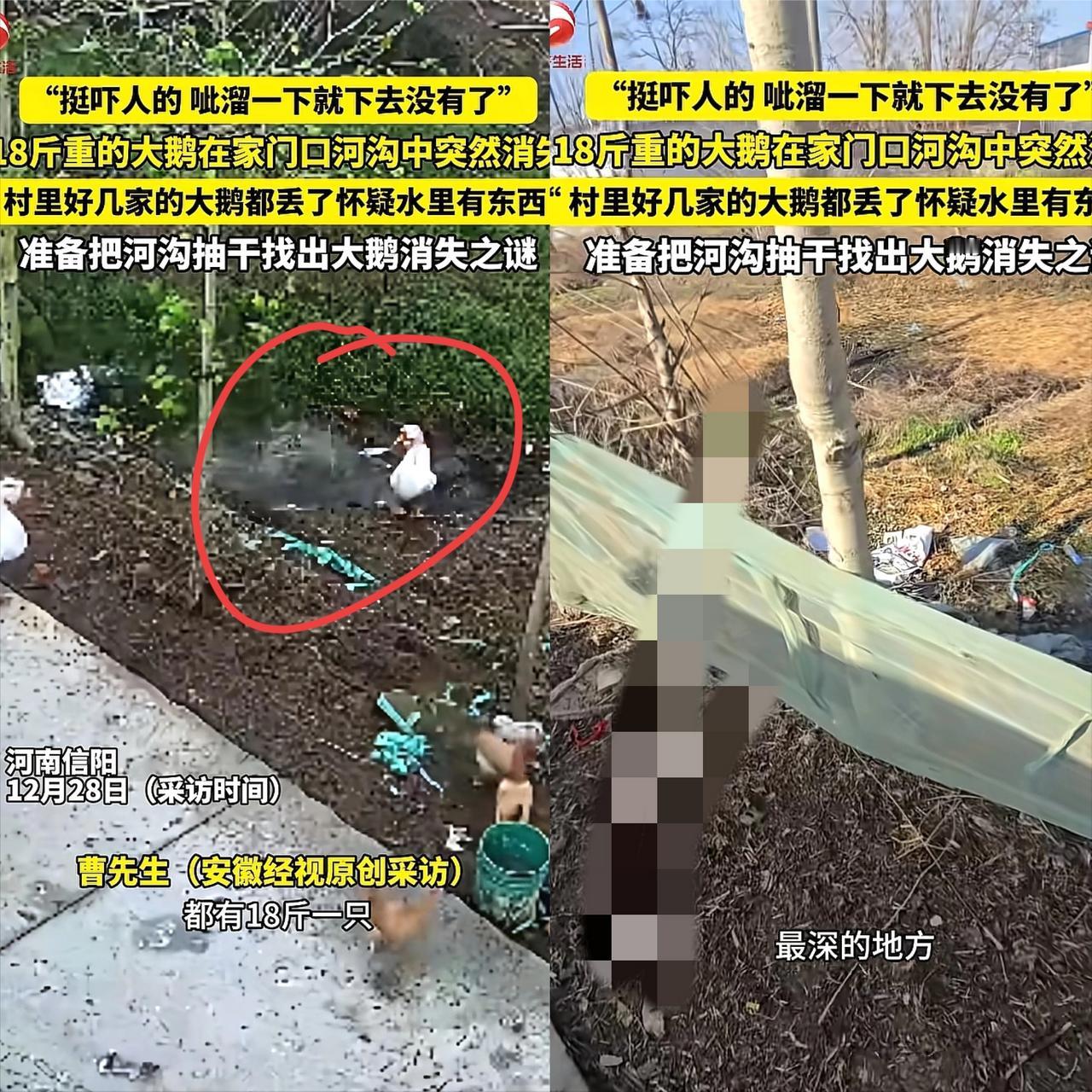 解释不清了！河南一只18斤大鹅去河沟喝水，结果下一秒，大鹅突然在水里扑腾，呲溜一