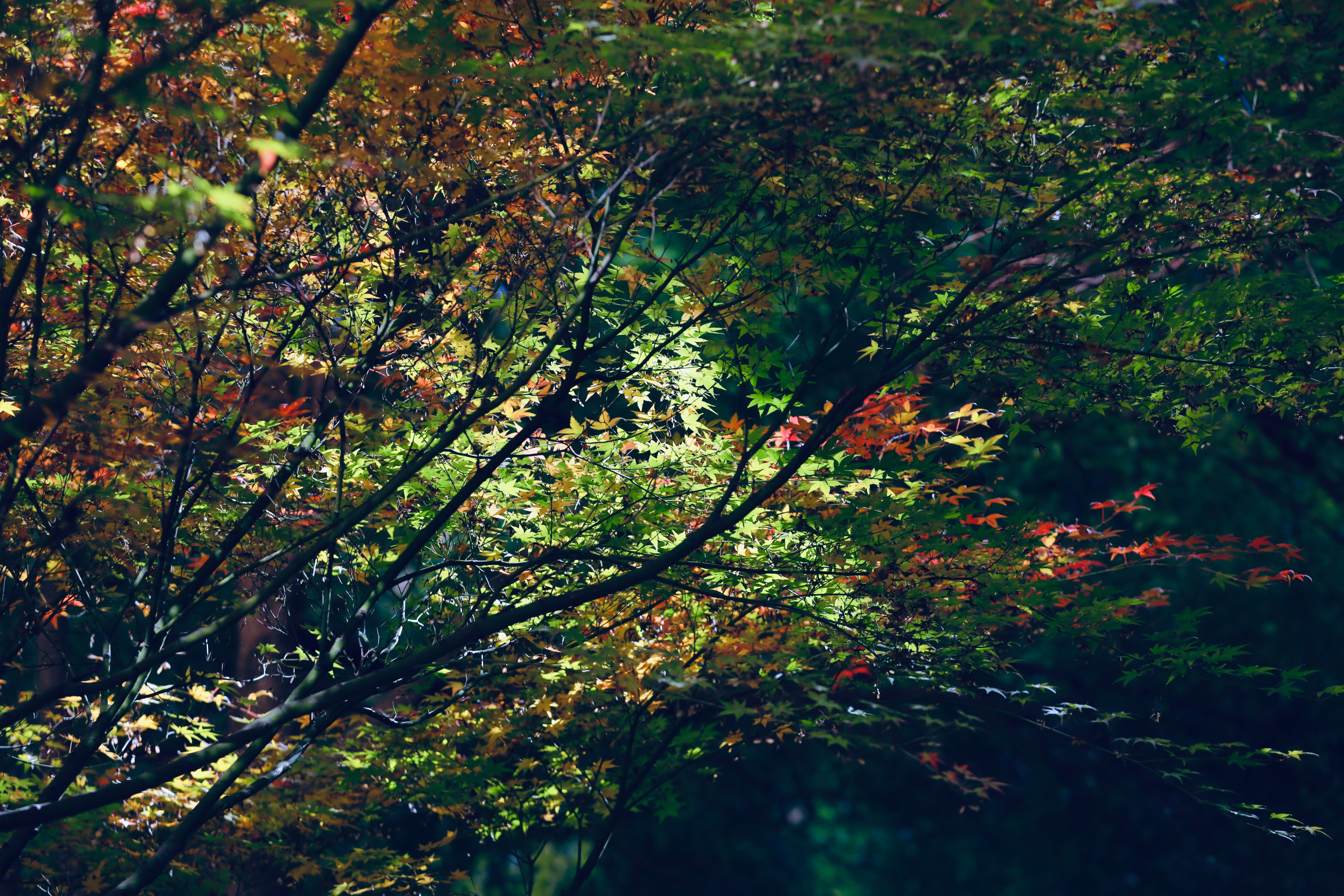 常州 红枫🍁🍁🍁 