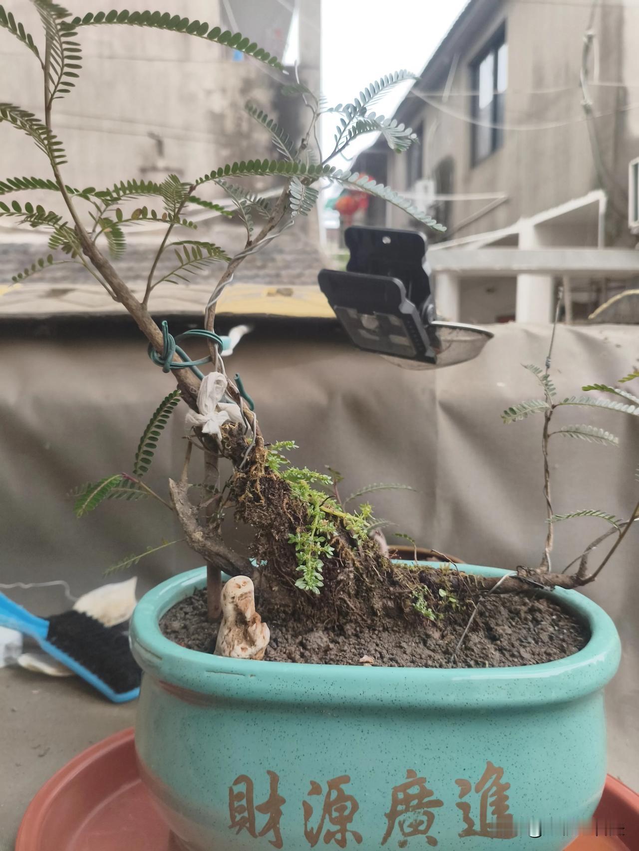 《高提根老桩含羞木盆景》
[微风][微风][微风][微风][微风][微风][微风