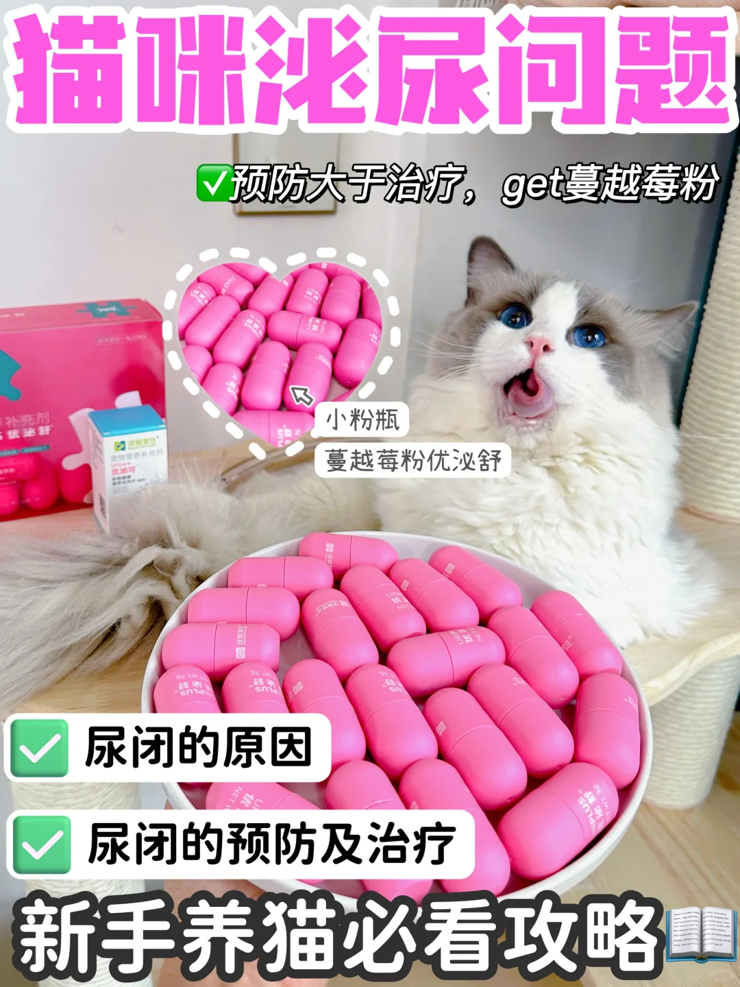 新手养猫｜猫咪尿闭预防大于治疗！！！