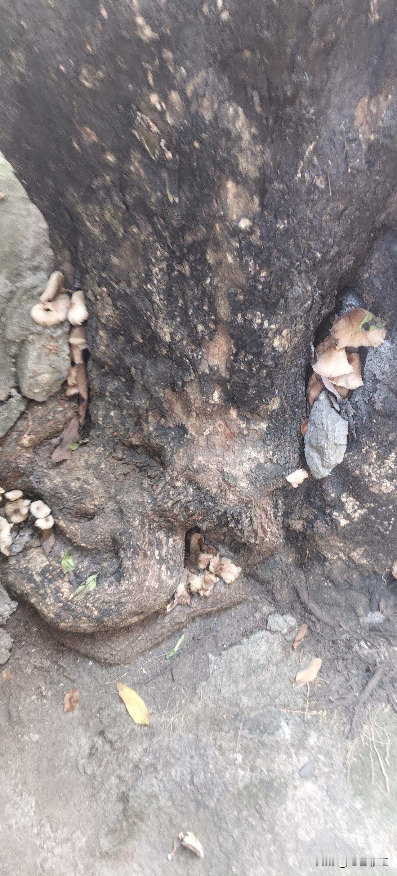 想用豆包查一下以下这种蘑菇有没有毒，谁知道现在要豆包订阅才能解答问题，包月68块