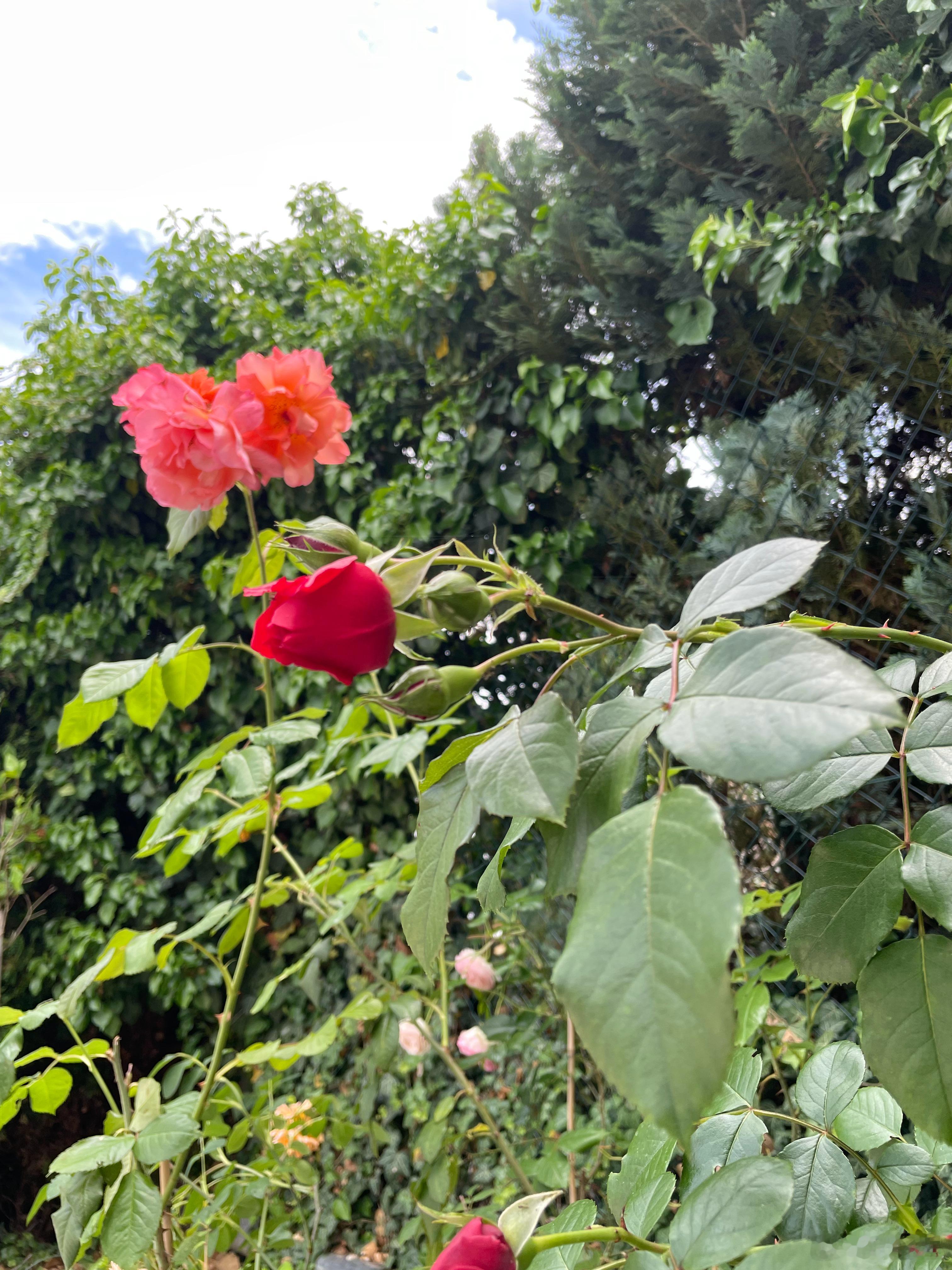 多头并进 