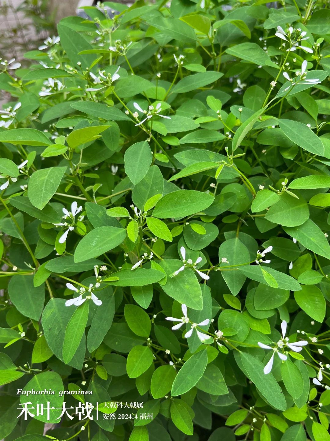 福州植物打标449｜飘雪般的禾叶大戟