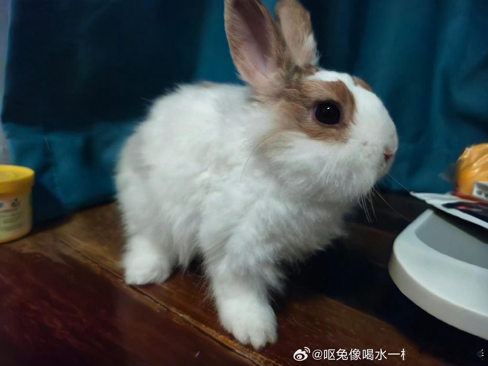 14367🐇【去年今日】尴尬期丑兔 