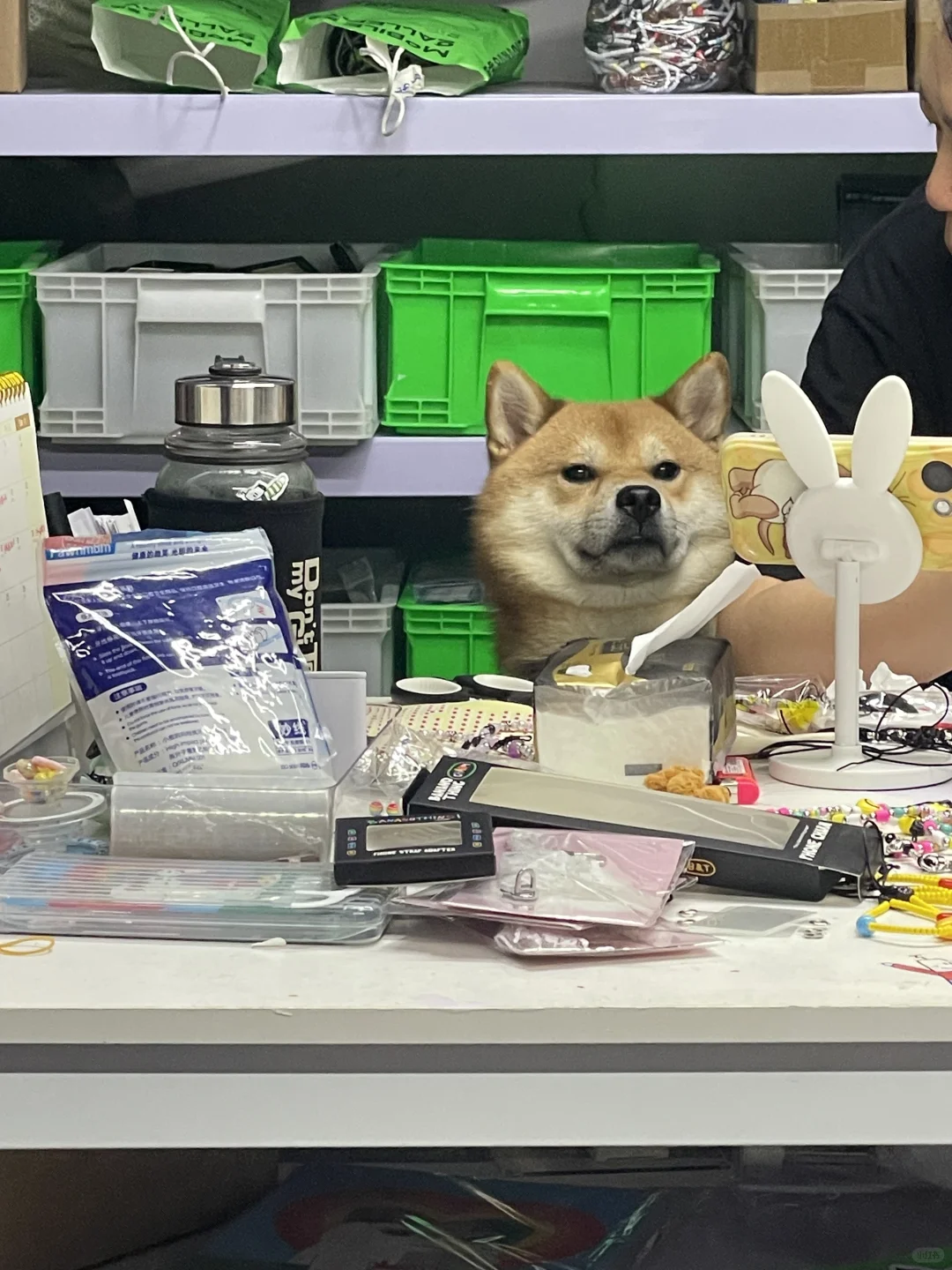 卧槽 这是我小狗能看的吗👀