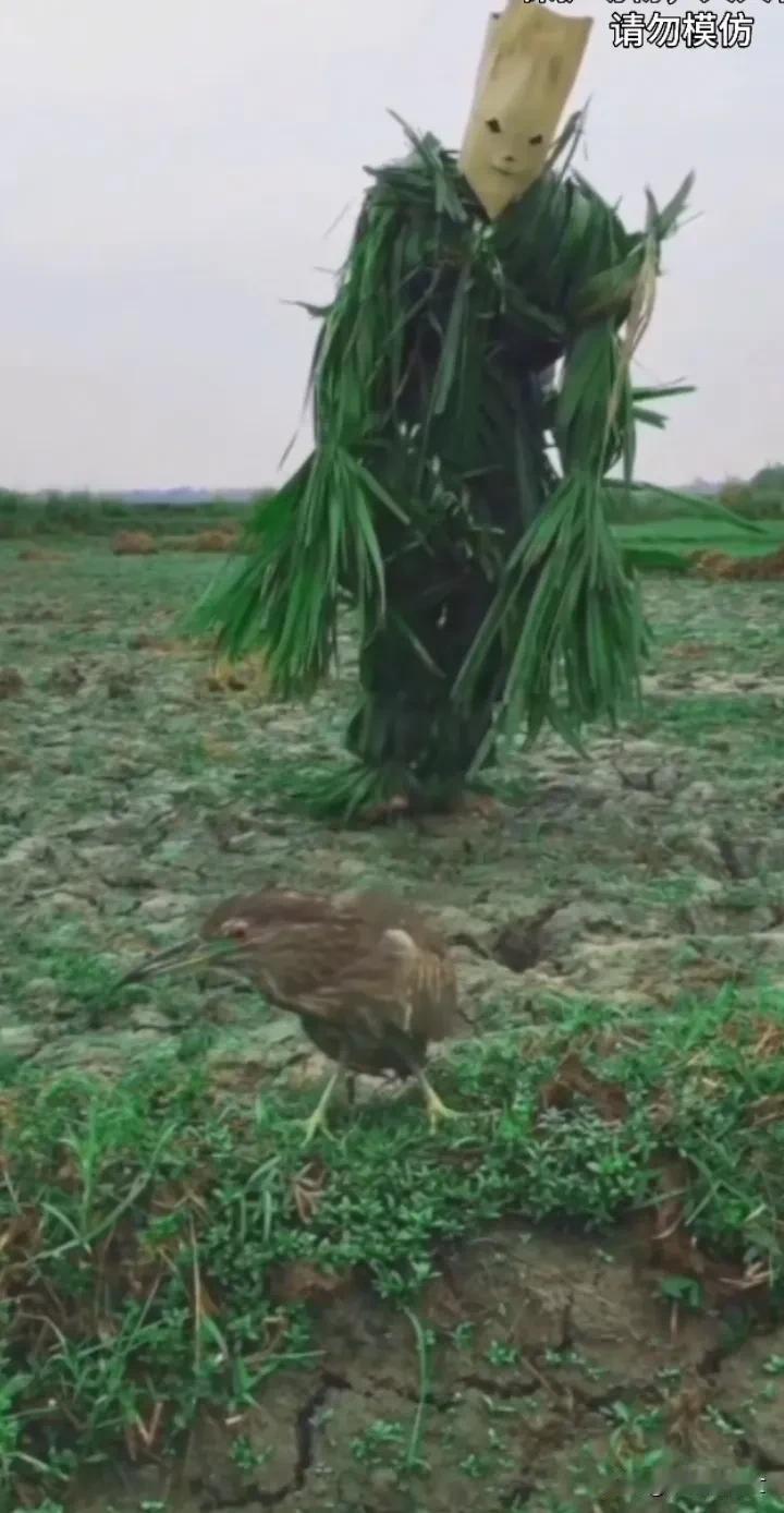 草头田间，黄鸟相伴。